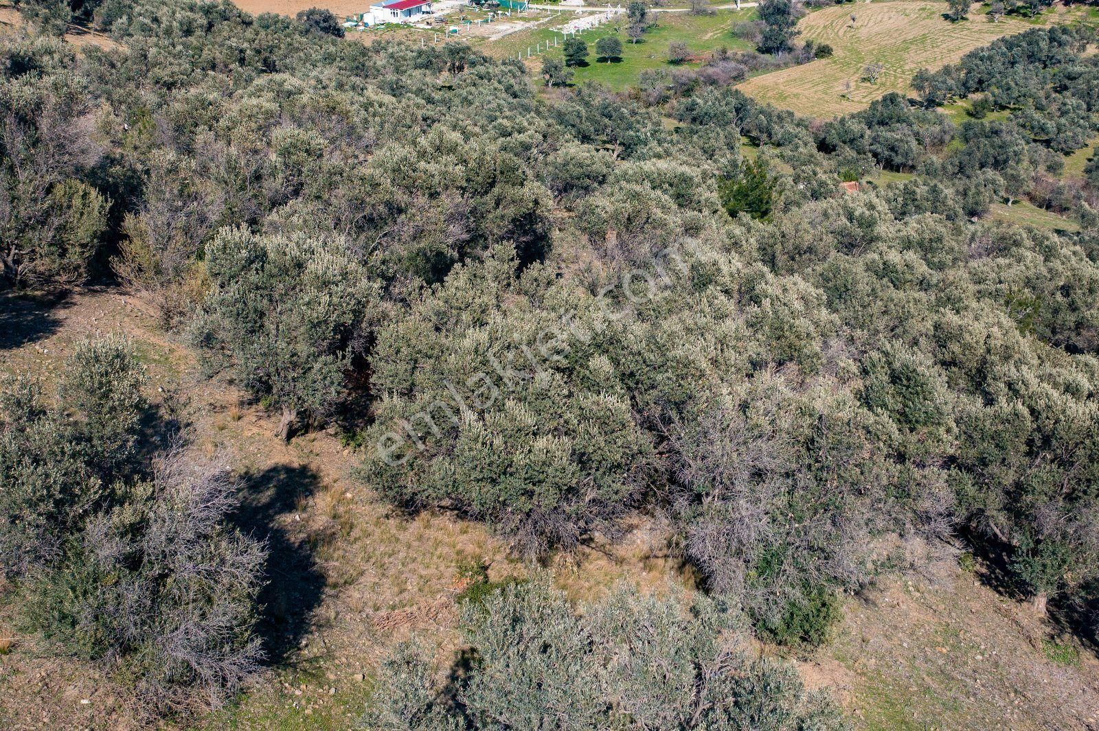 İzmir Buca 29 Ekim Mah. Kaynaklar Merkeze Yakın 9.073 M² Satılık Zeytinli Tarla - Görsel 29