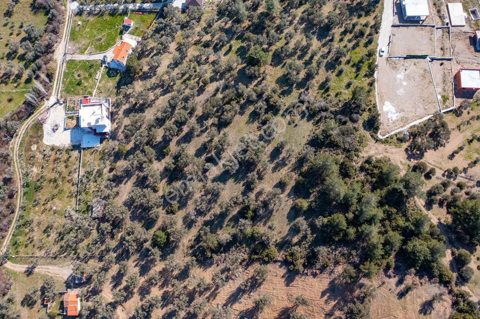 İzmir Buca 29 Ekim Mah. Kaynaklar Merkeze Yakın 9.073 M² Satılık Zeytinli Tarla - Görsel 15
