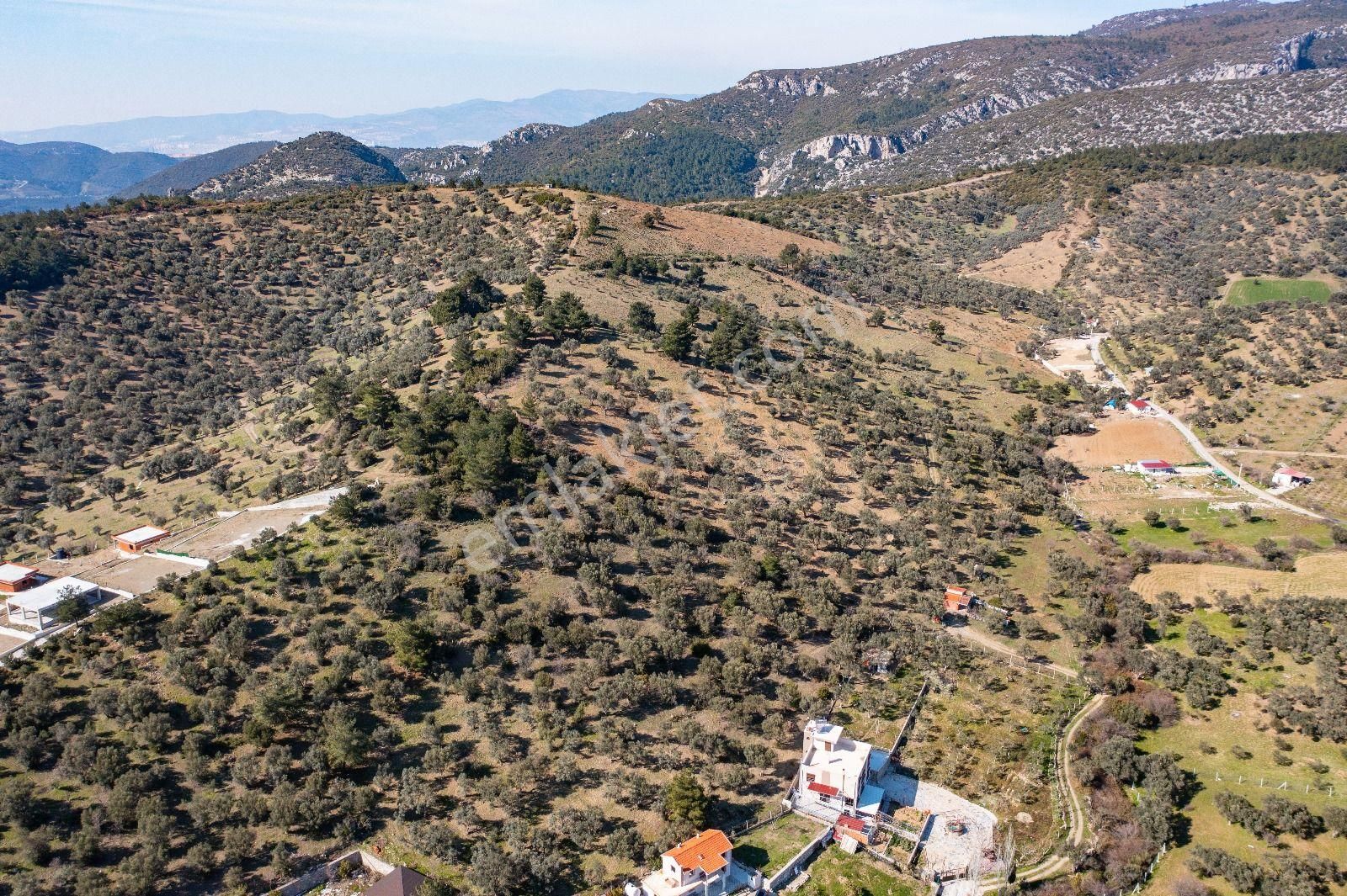 İzmir Buca 29 Ekim Mah. Kaynaklar Merkeze Yakın 9.073 M² Satılık Zeytinli Tarla - Görsel 11