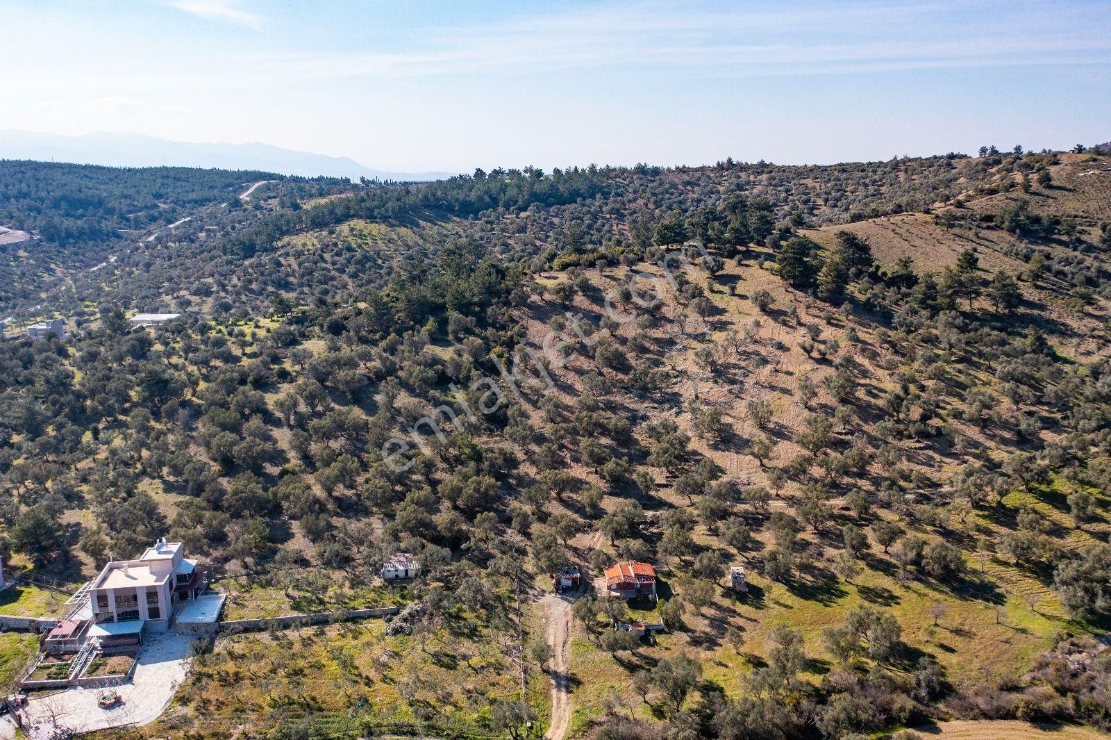 İzmir Buca 29 Ekim Mah. Kaynaklar Merkeze Yakın 9.073 M² Satılık Zeytinli Tarla - Görsel 12