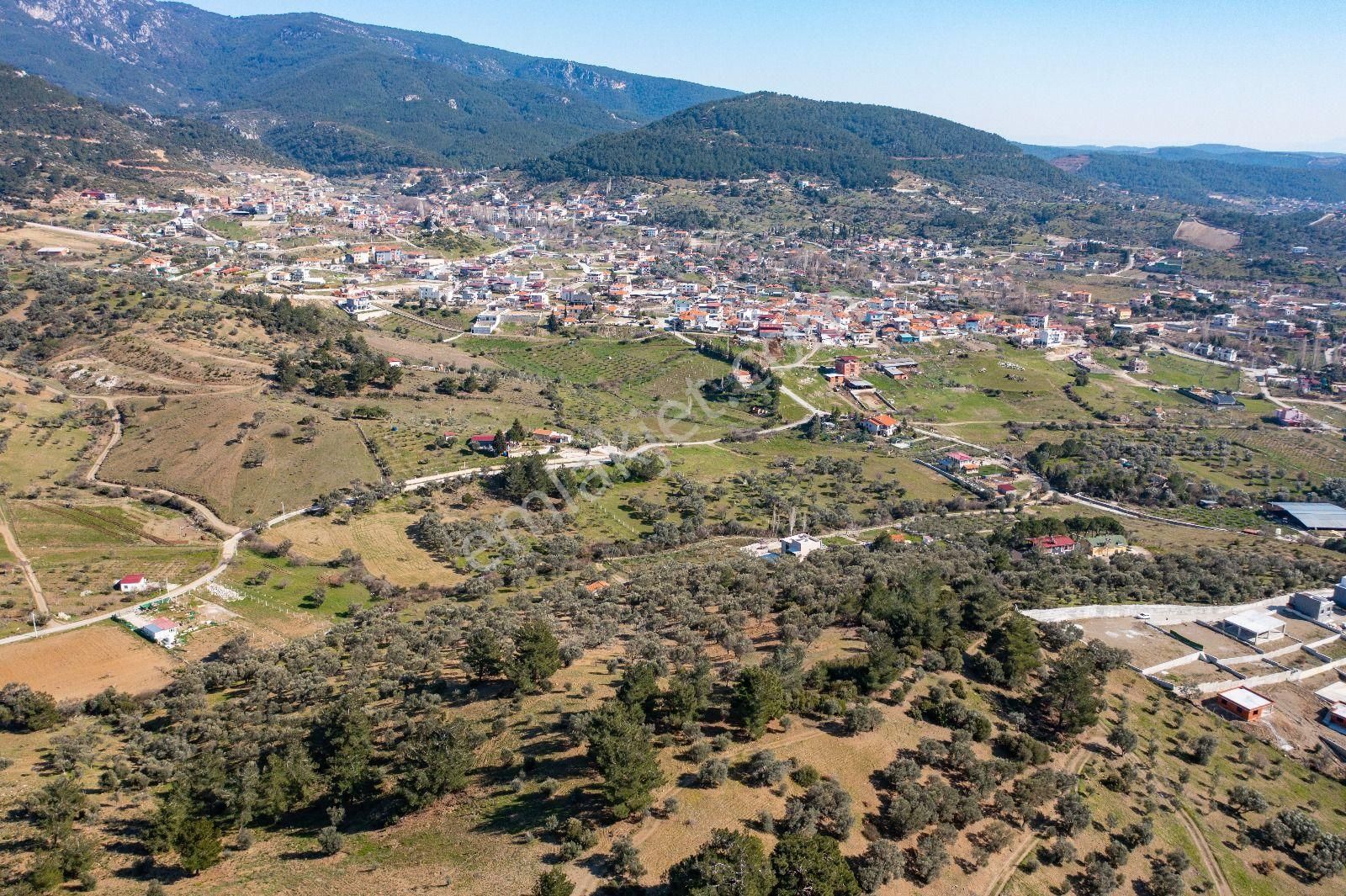 İzmir Buca 29 Ekim Mah. Kaynaklar Merkeze Yakın 9.073 M² Satılık Zeytinli Tarla - Görsel 3