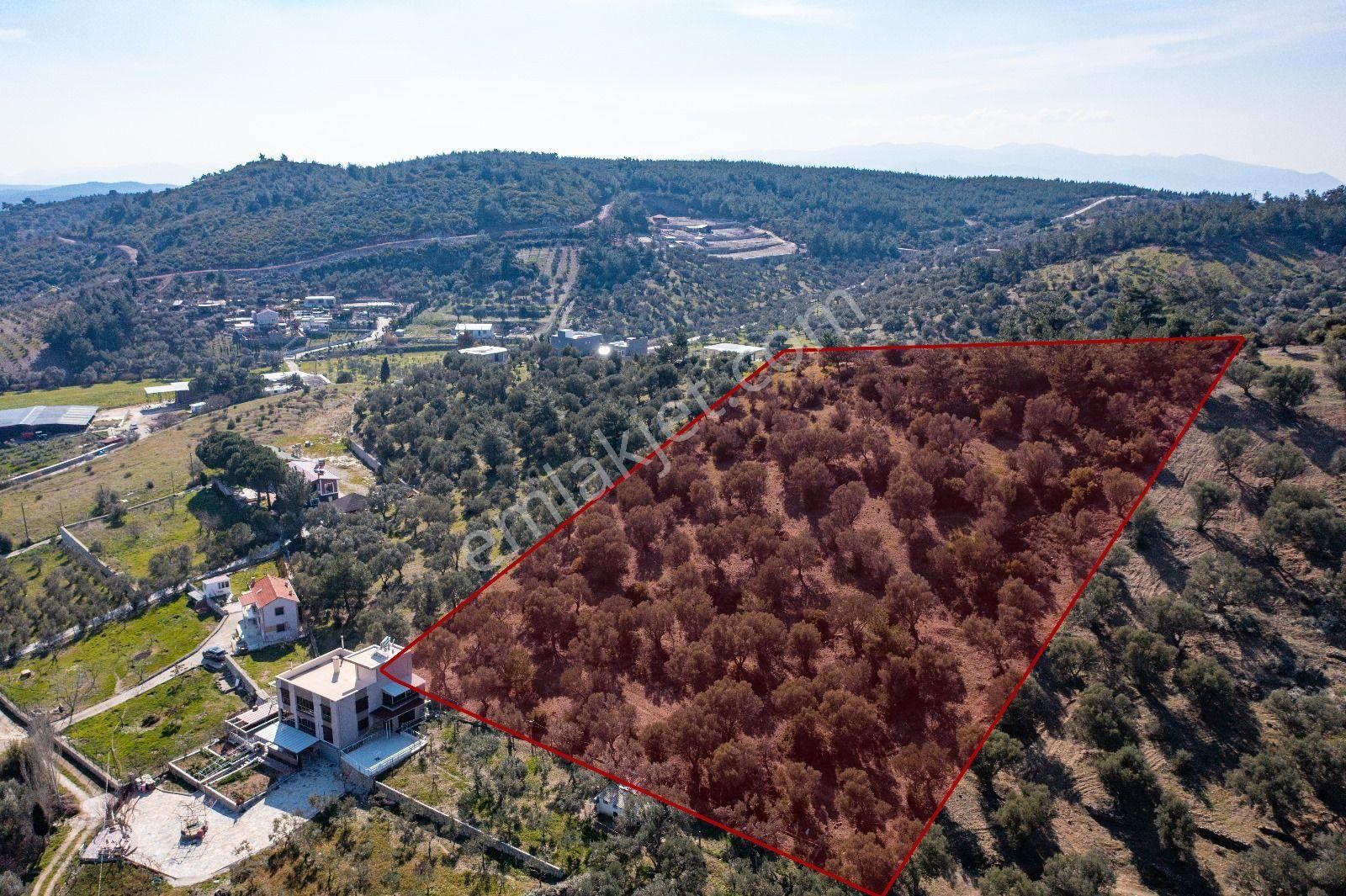 İzmir Buca 29 Ekim Mah. Kaynaklar Merkeze Yakın 9.073 M² Satılık Zeytinli Tarla - Görsel 23