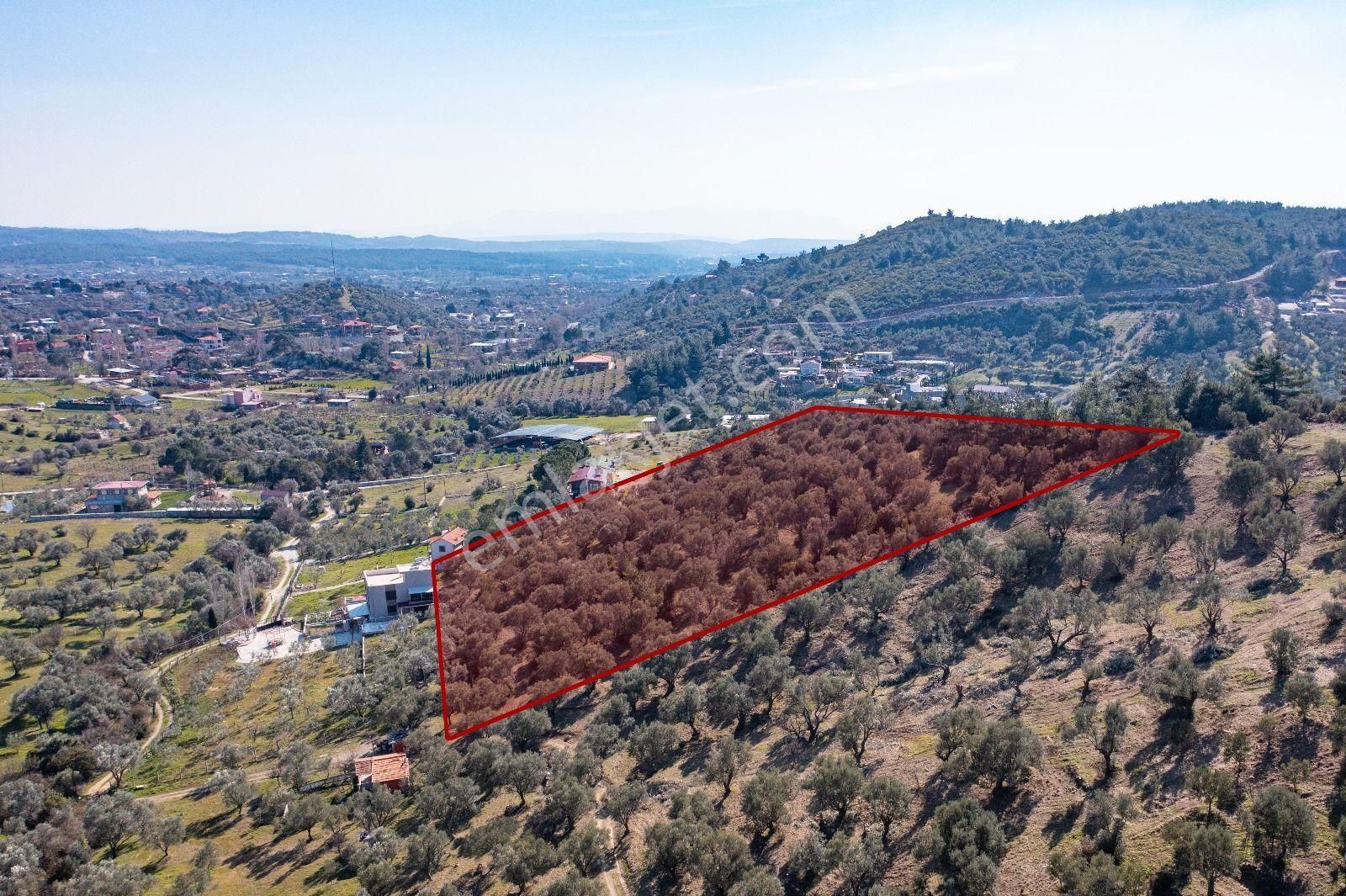 İzmir Buca 29 Ekim Mah. Kaynaklar Merkeze Yakın 9.073 M² Satılık Zeytinli Tarla - Görsel 4