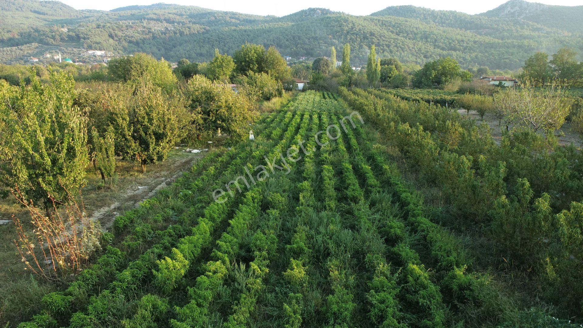 Satılık Tarla Kuşadası Kirazlı - Görsel 7