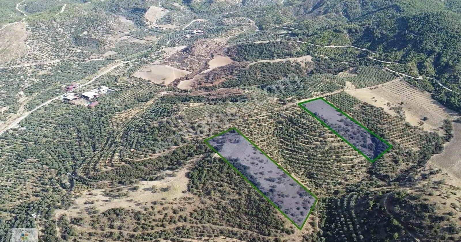 Aydın Kuyucak Yamalak Mahallesinde Satılık 26796 M² Tarla - Görsel 7