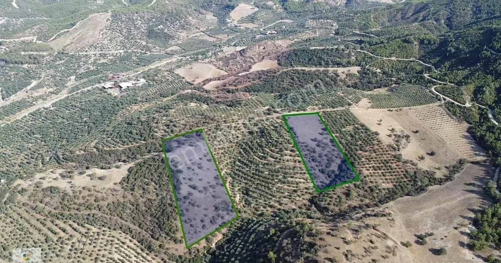Aydın Kuyucak Yamalak Mahallesinde Satılık 26796 M² Tarla - Görsel 2