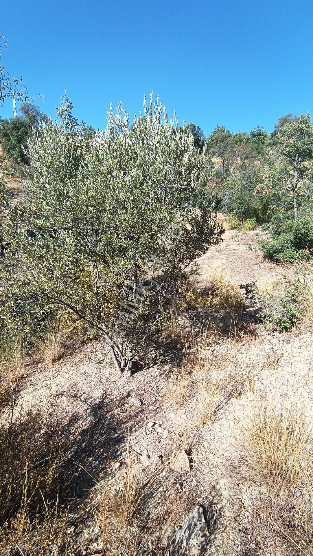 Güvenli Köyünde Satılık 3.000 M² Arsa - Görsel 7
