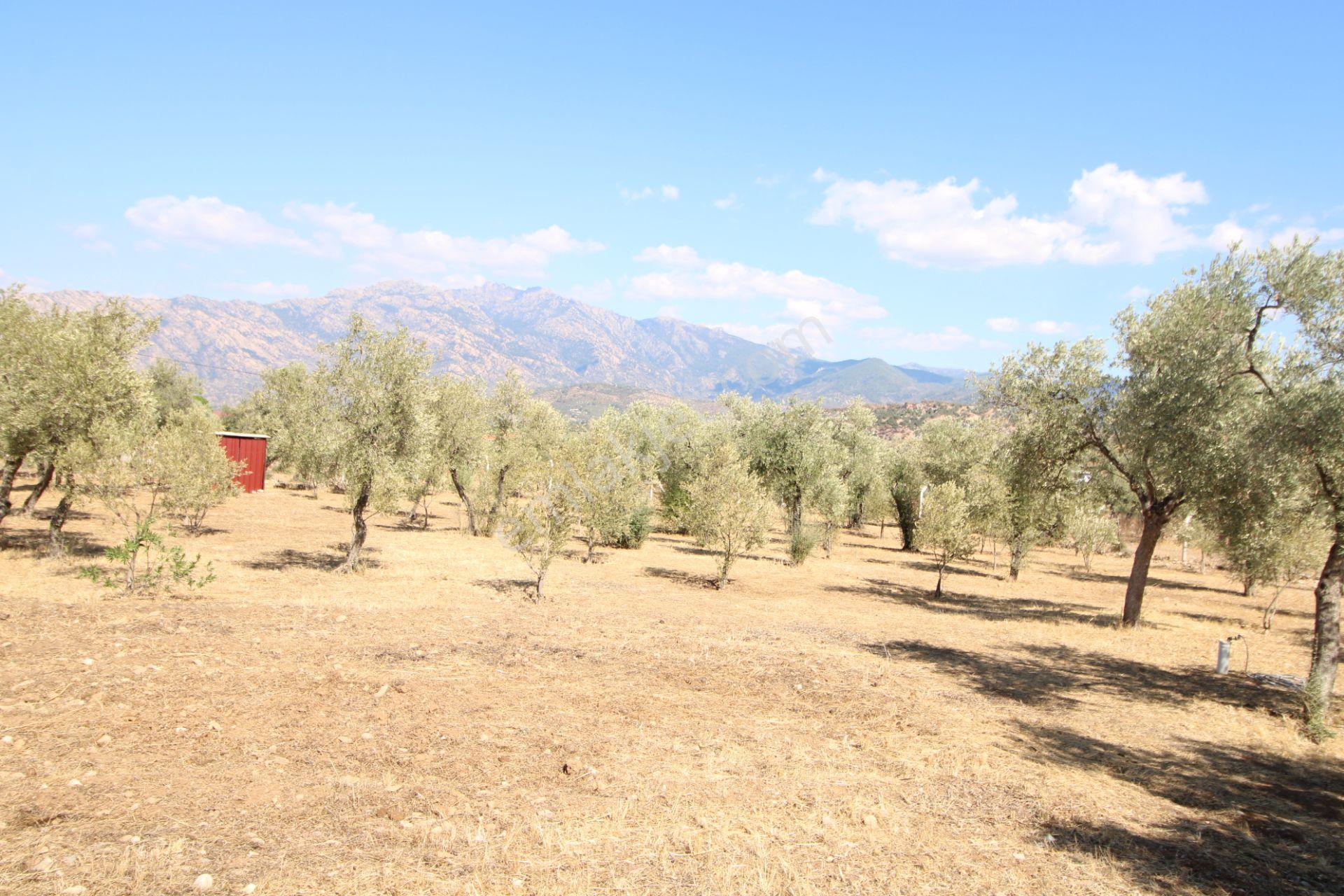 Muğla Milas Pınarcık Mahallesinde 2.551 M2 İçinde 1+1 Müstakil Ev Var Her Şey Resmi - Görsel 13