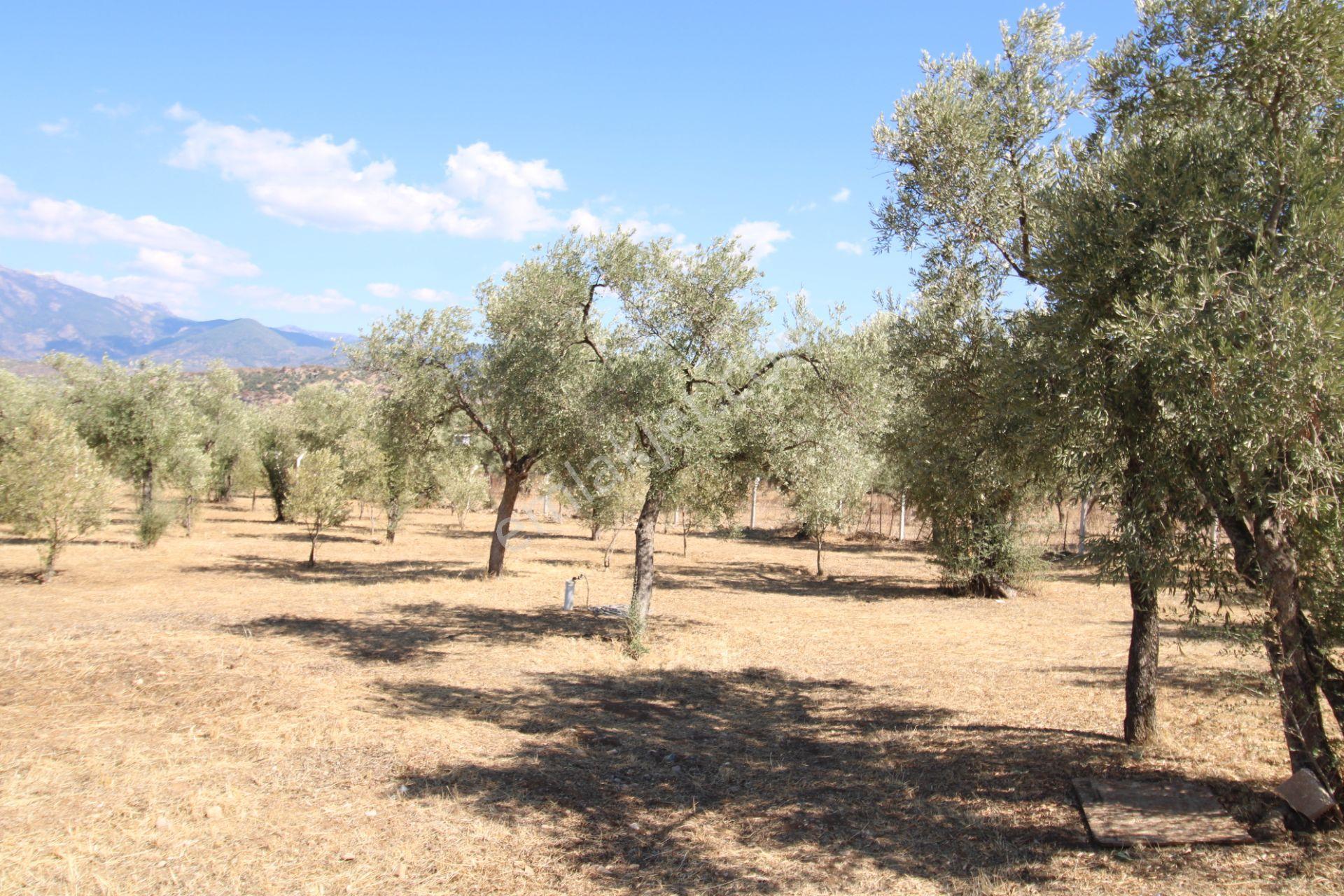 Muğla Milas Pınarcık Mahallesinde 2.551 M2 İçinde 1+1 Müstakil Ev Var Her Şey Resmi - Görsel 12