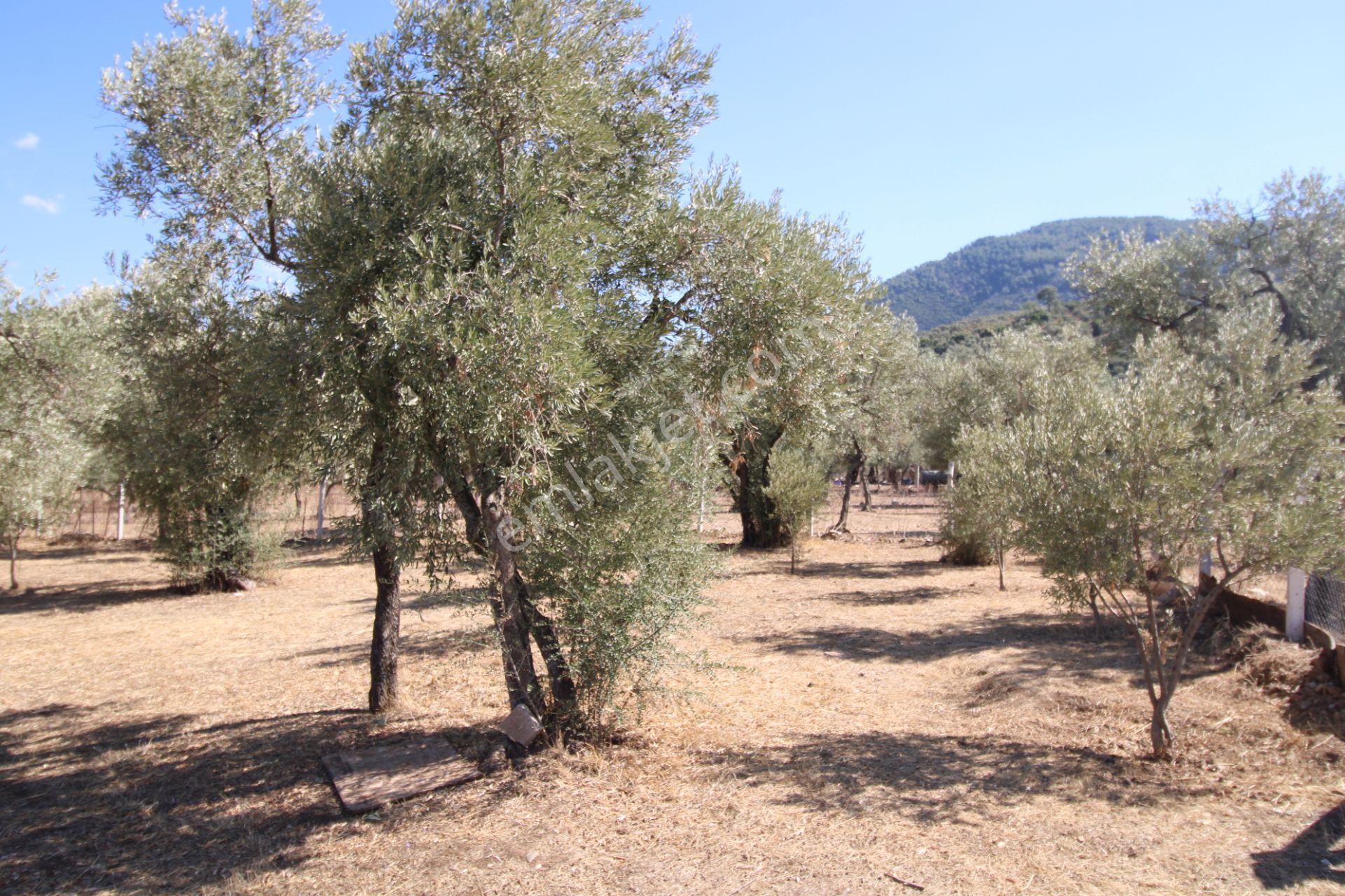 Muğla Milas Pınarcık Mahallesinde 2.551 M2 İçinde 1+1 Müstakil Ev Var Her Şey Resmi - Görsel 11