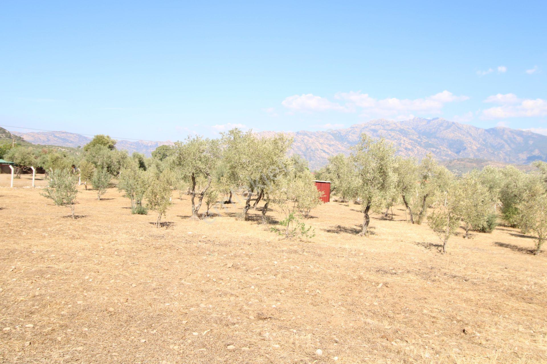 Muğla Milas Pınarcık Mahallesinde 2.551 M2 İçinde 1+1 Müstakil Ev Var Her Şey Resmi - Görsel 14
