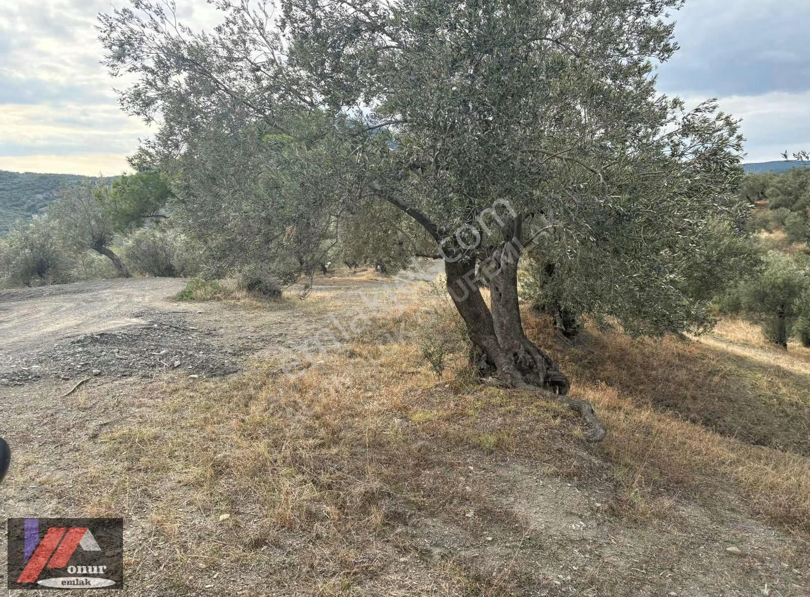 ▀▄▀altınolukta 6200m2 Deniz Manzaralı Yolu Olan Düz Zeytinlik▀▄▀