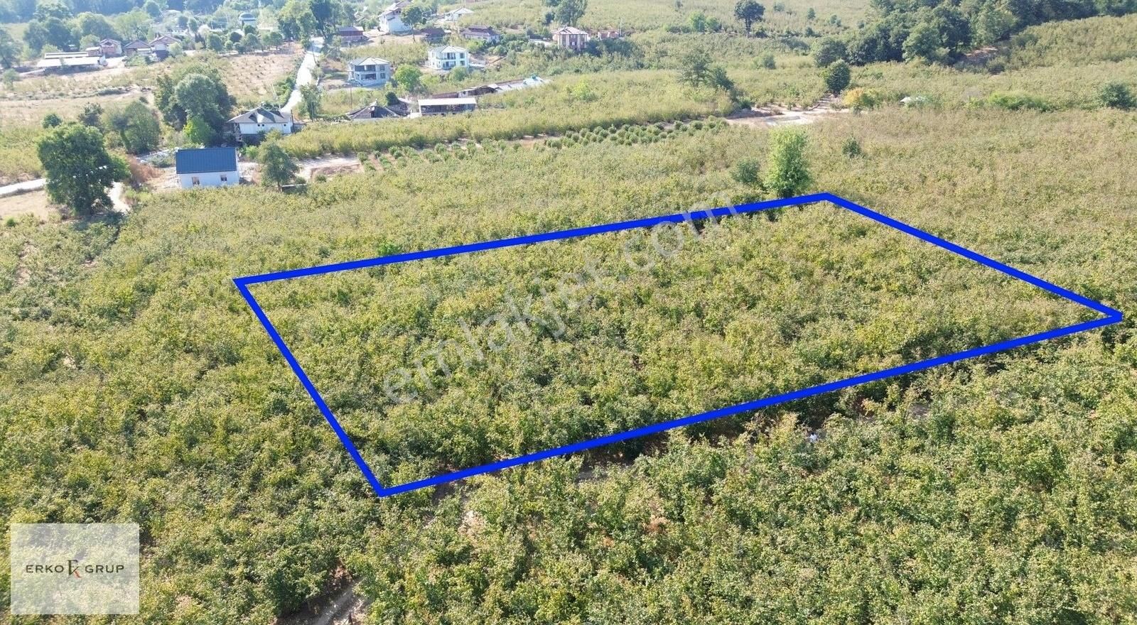 Erko Grup Gayrimenkul'den Hendek Hallaç Mah. Satılık Fındıklık - Görsel 26