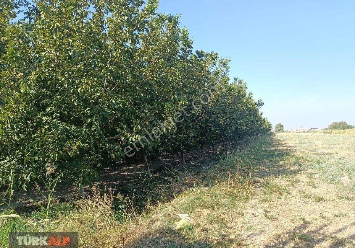 Denizli Kocabaşta Ceviz Tarlası - Görsel 11