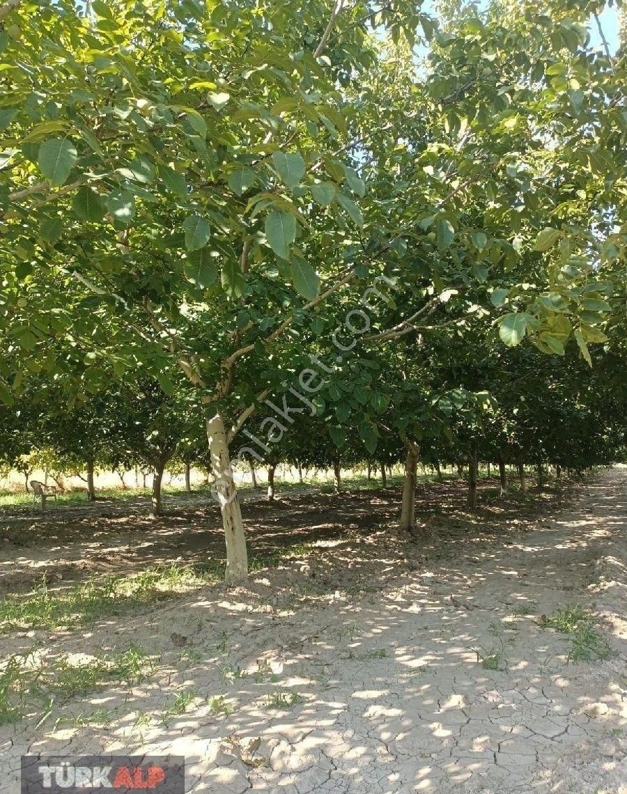 Denizli Kocabaşta Ceviz Tarlası - Görsel 3