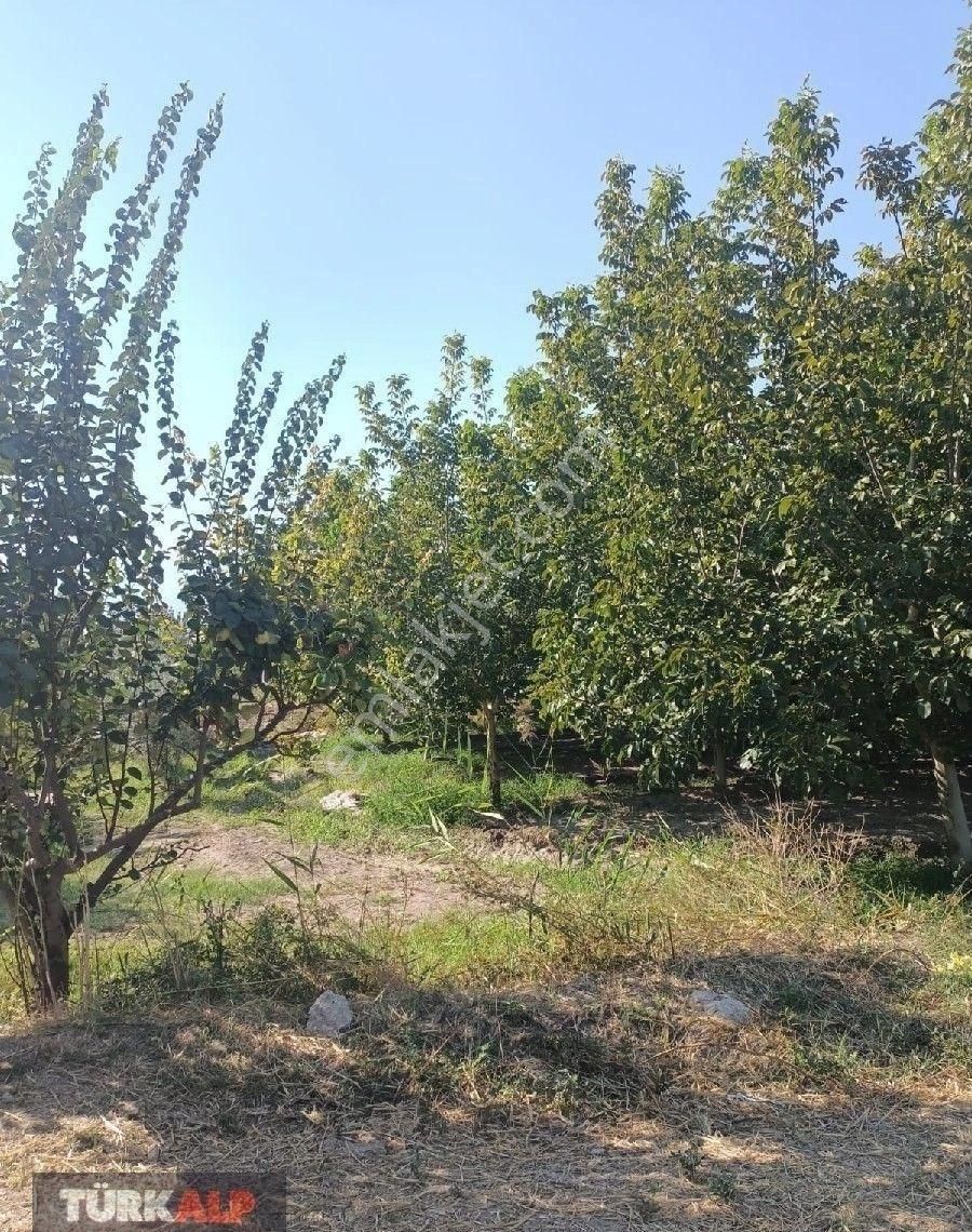 Denizli Kocabaşta Ceviz Tarlası - Görsel 7
