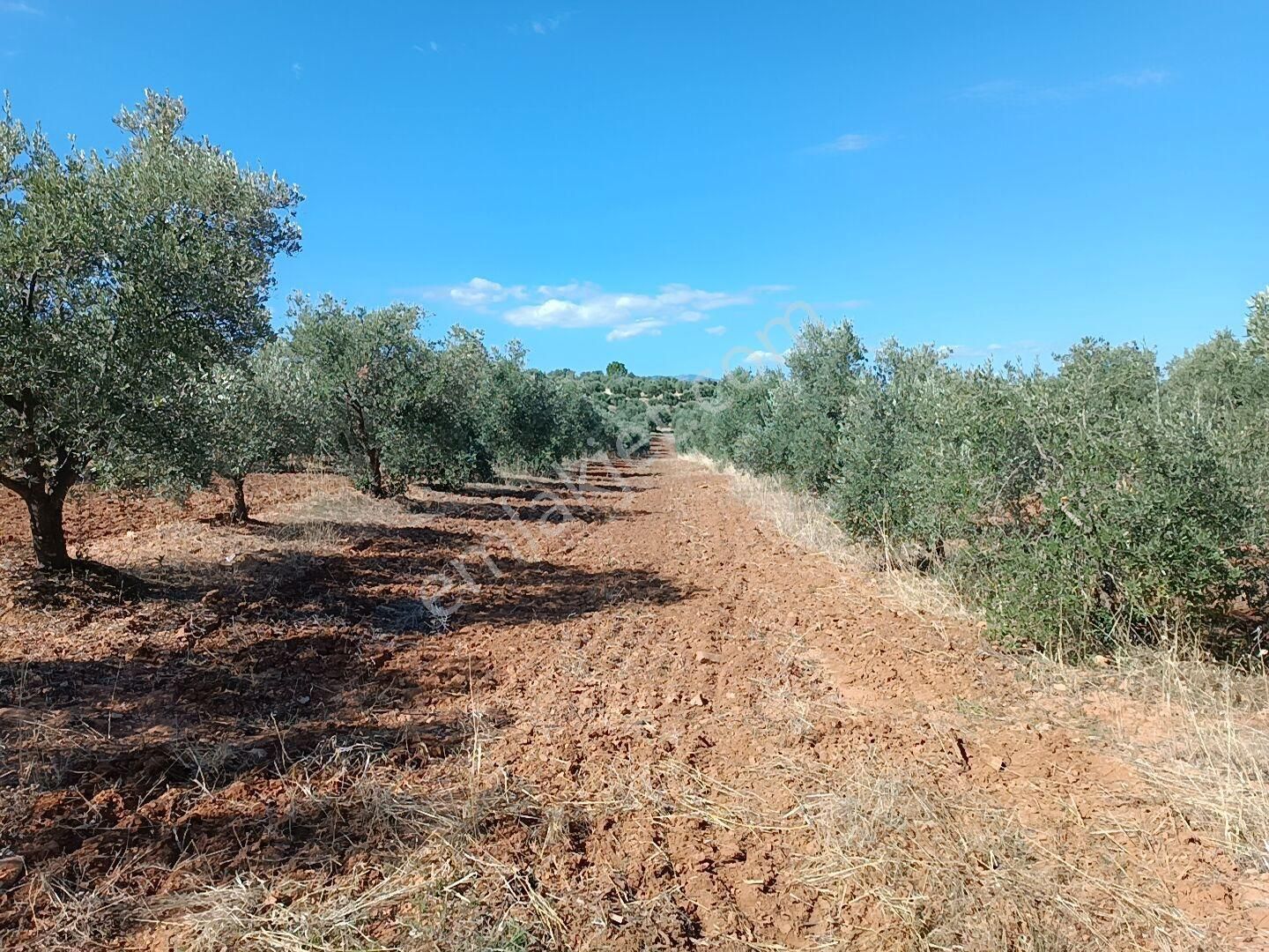 📍 Aydın / Karacasu – Geyre Mahallesi 🌿 Satılık 43 Dekar Zeytinlik - Görsel 3