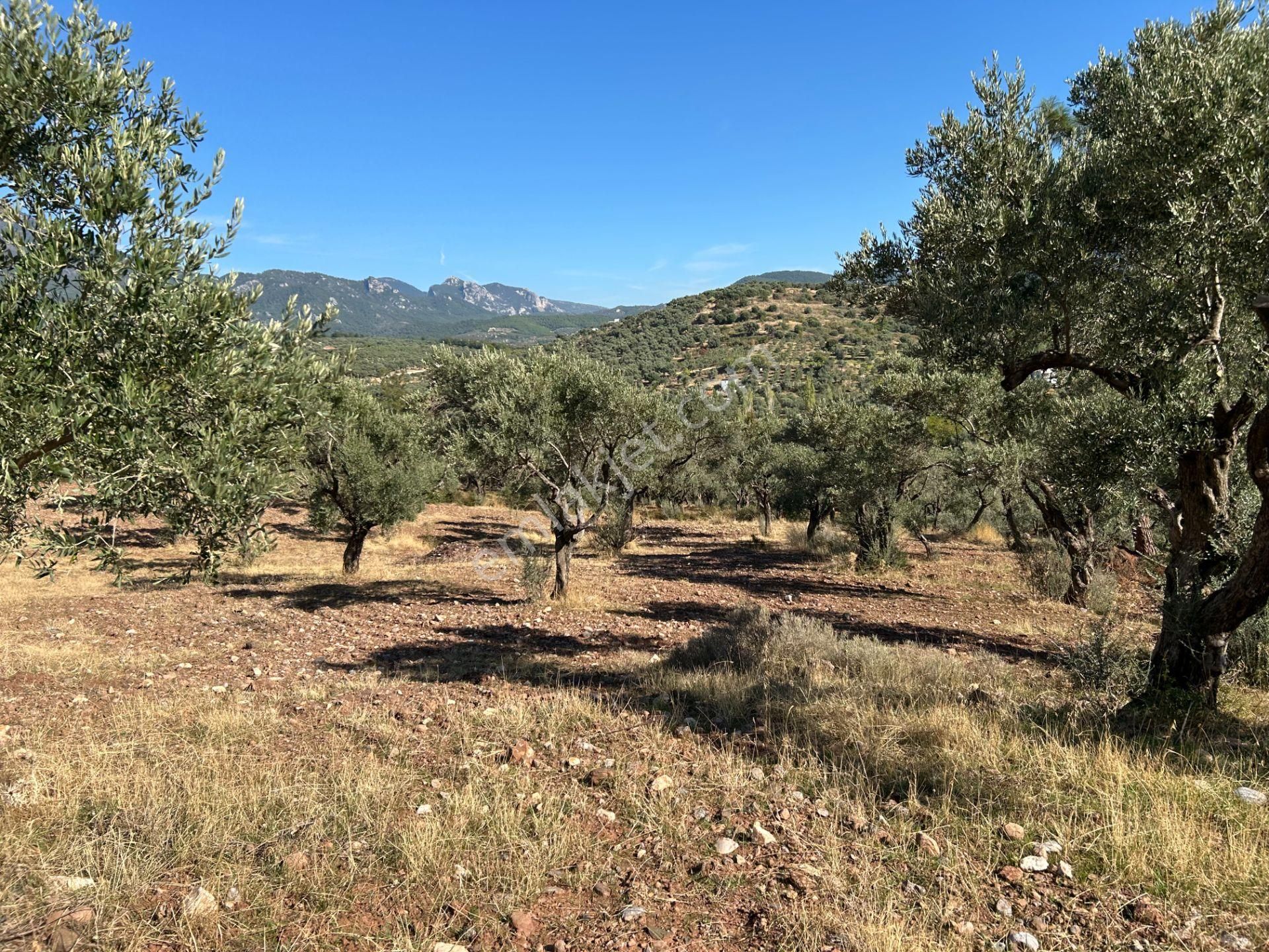 Buca Turyap'tan 11.550 M2 Müstakil Tapulu Fırsat Arazi - Görsel 3