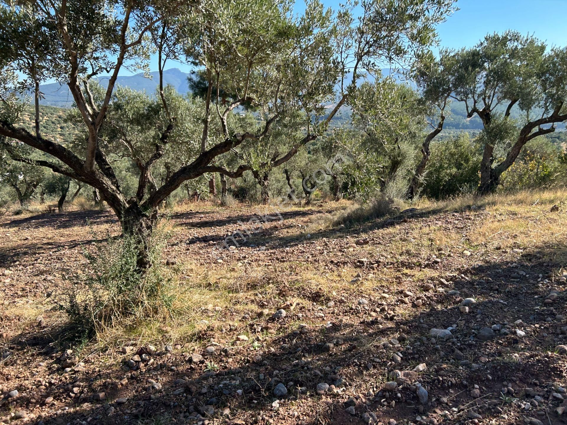 Buca Turyap'tan 11.550 M2 Müstakil Tapulu Fırsat Arazi