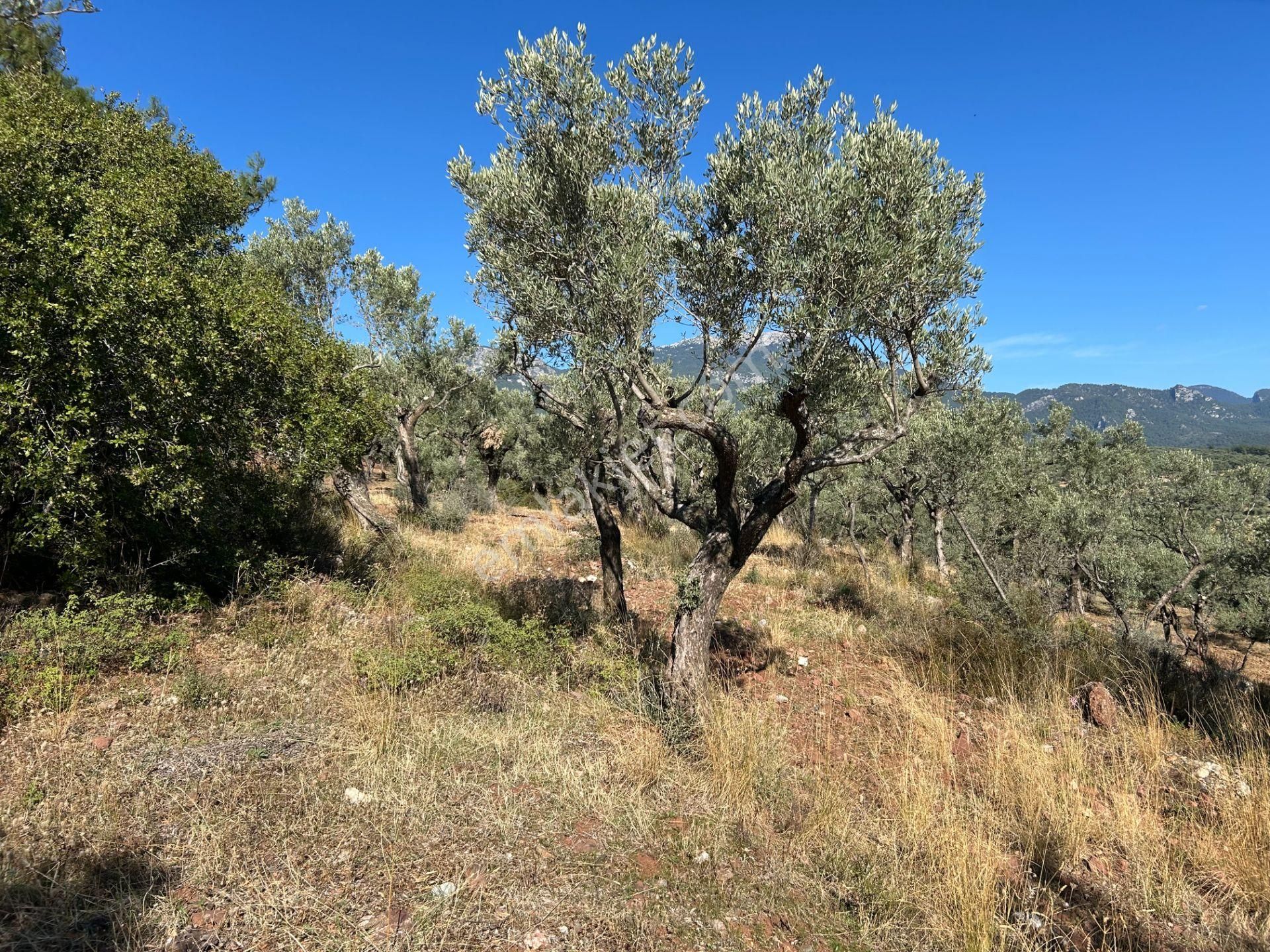 Buca Turyap'tan 11.550 M2 Müstakil Tapulu Fırsat Arazi - Görsel 4