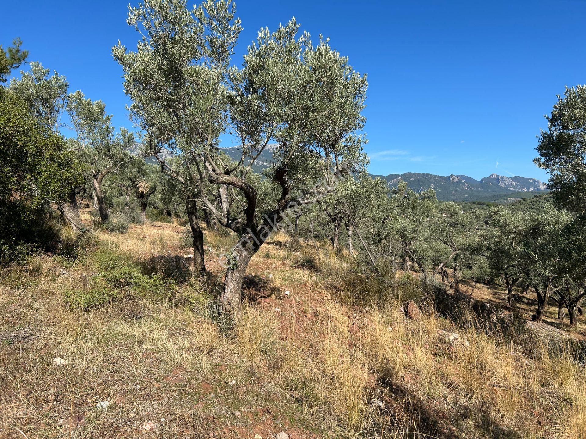 Buca Turyap'tan 11.550 M2 Müstakil Tapulu Fırsat Arazi - Görsel 5