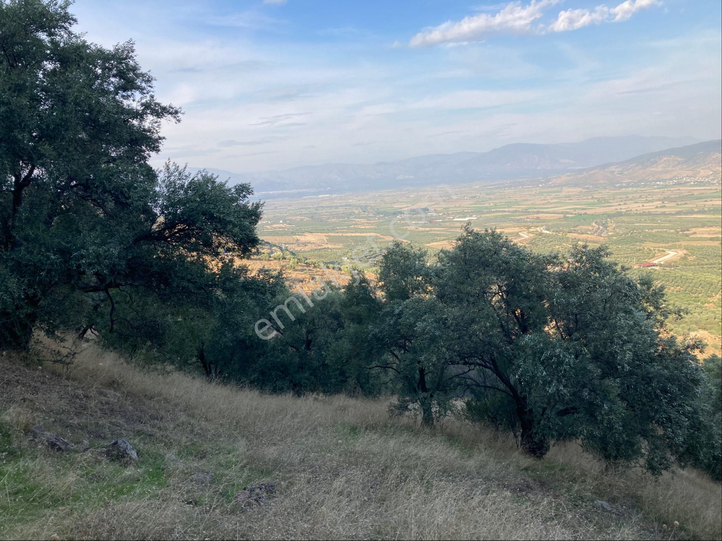 Araç Takaslı Fırsat Zeytinlik 16.255 M2 - Görsel 10