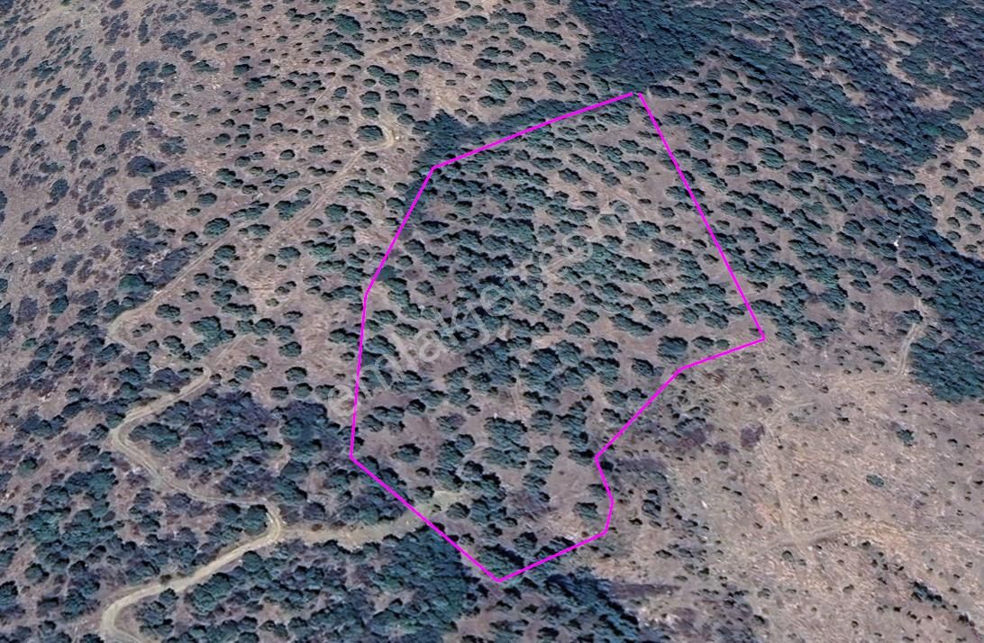 Araç Takaslı Fırsat Zeytinlik 16.255 M2 - Görsel 5