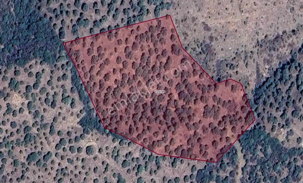 Araç Takaslı Fırsat Zeytinlik 16.255 M2 - Görsel 2