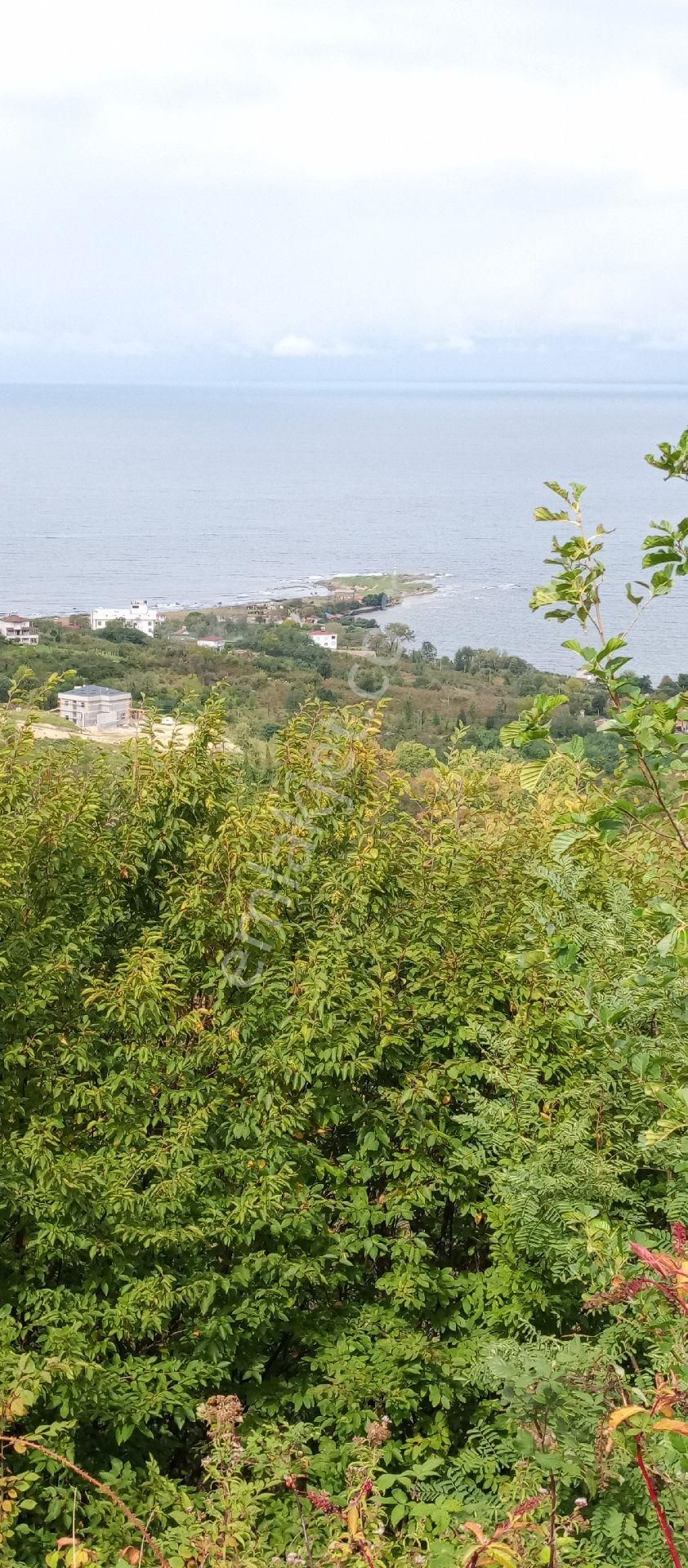 Perşembe Caytepe De İmarlı Fındık Bahçesi Satılık - Görsel 4