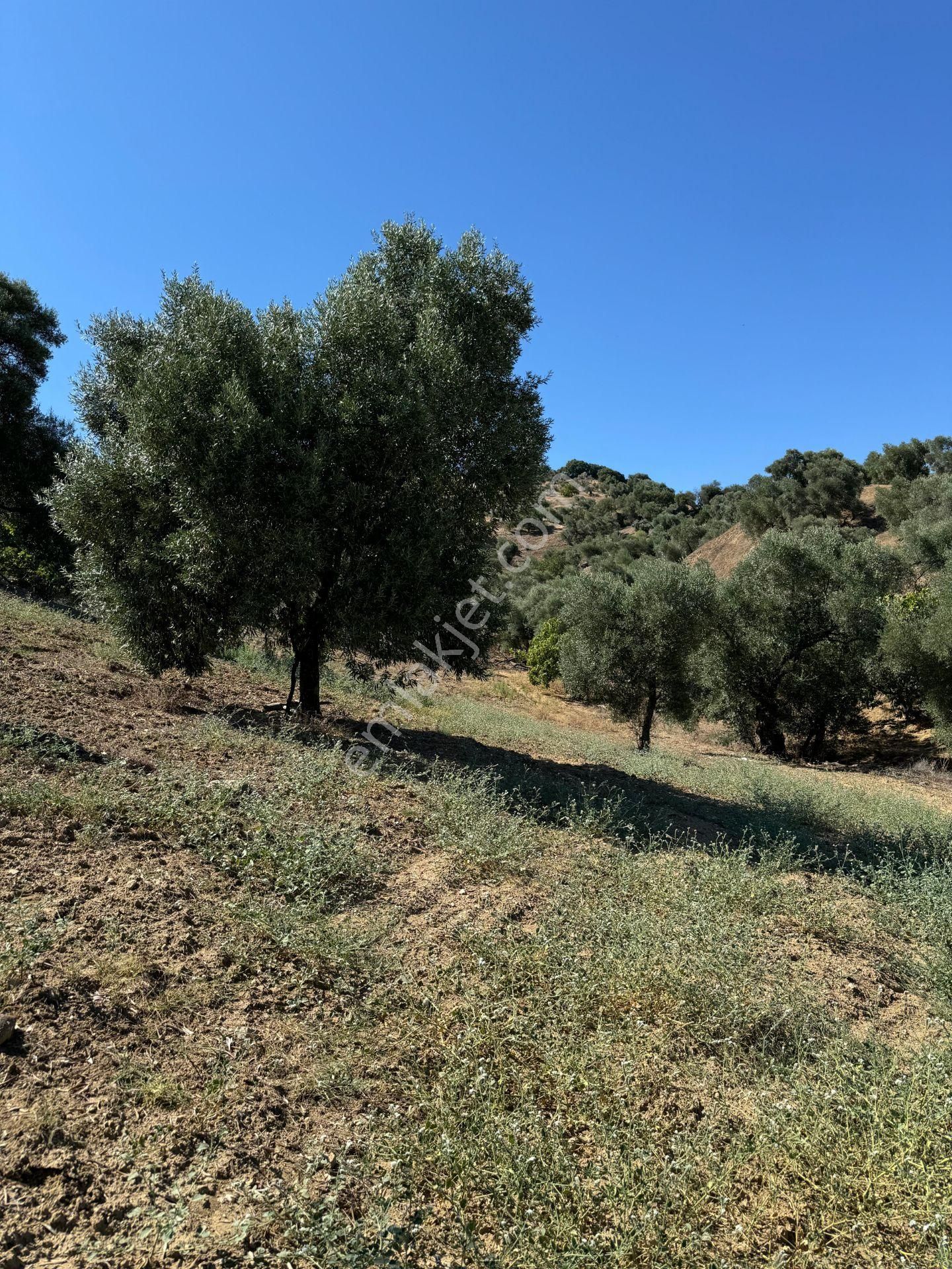 Nazilli Sailer Mah.asar Mevki Satılık İncirlik