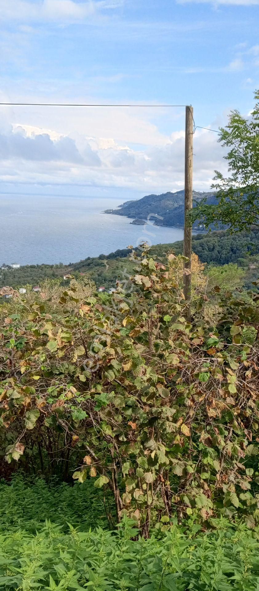 Perşembe Caytepede İmarlı Bahçe Satılık. - Görsel 3