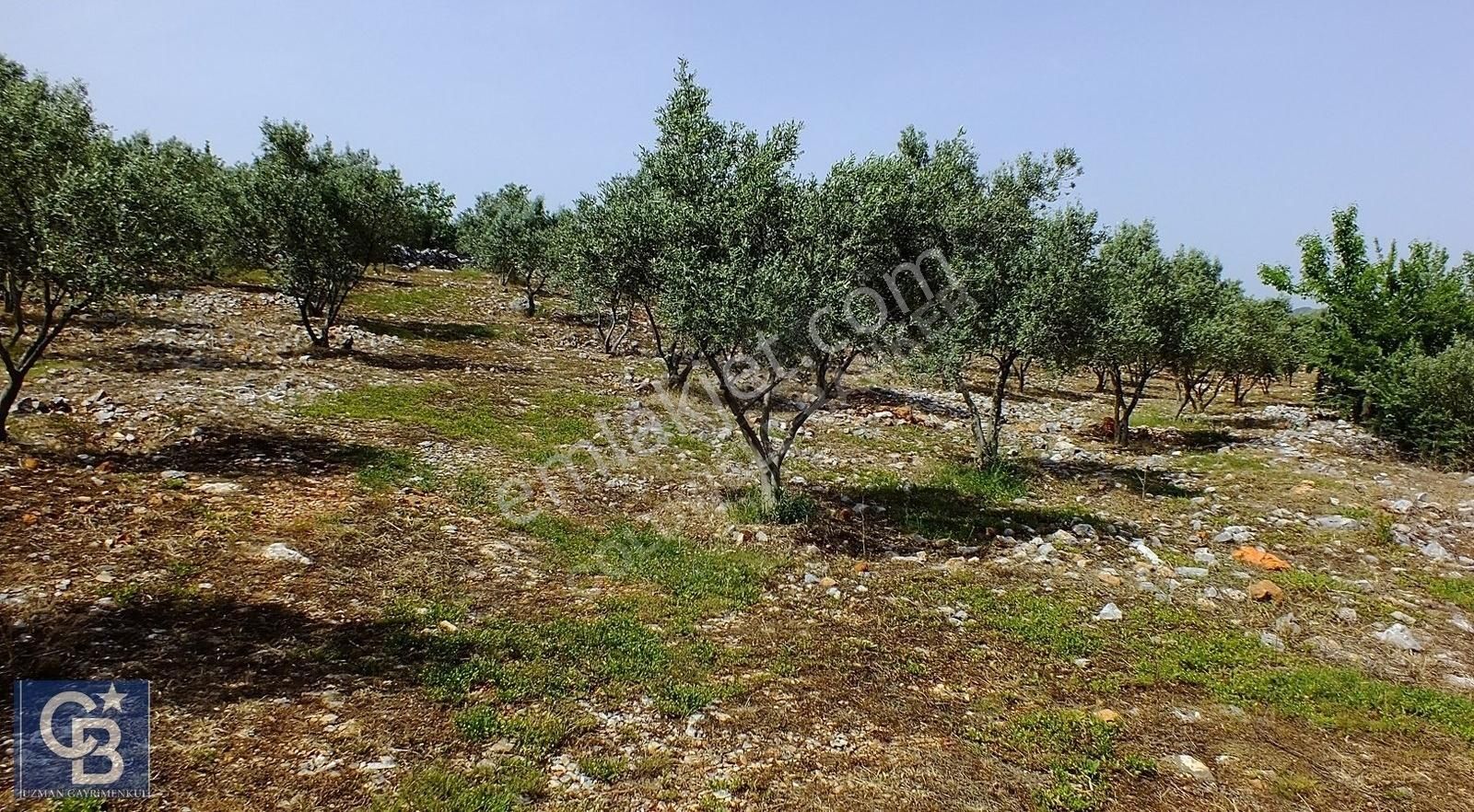 Muğla Menteşe Yenibağkayada 2.929 M2 Vadi Manzaralı Satılı Tarla - Görsel 8