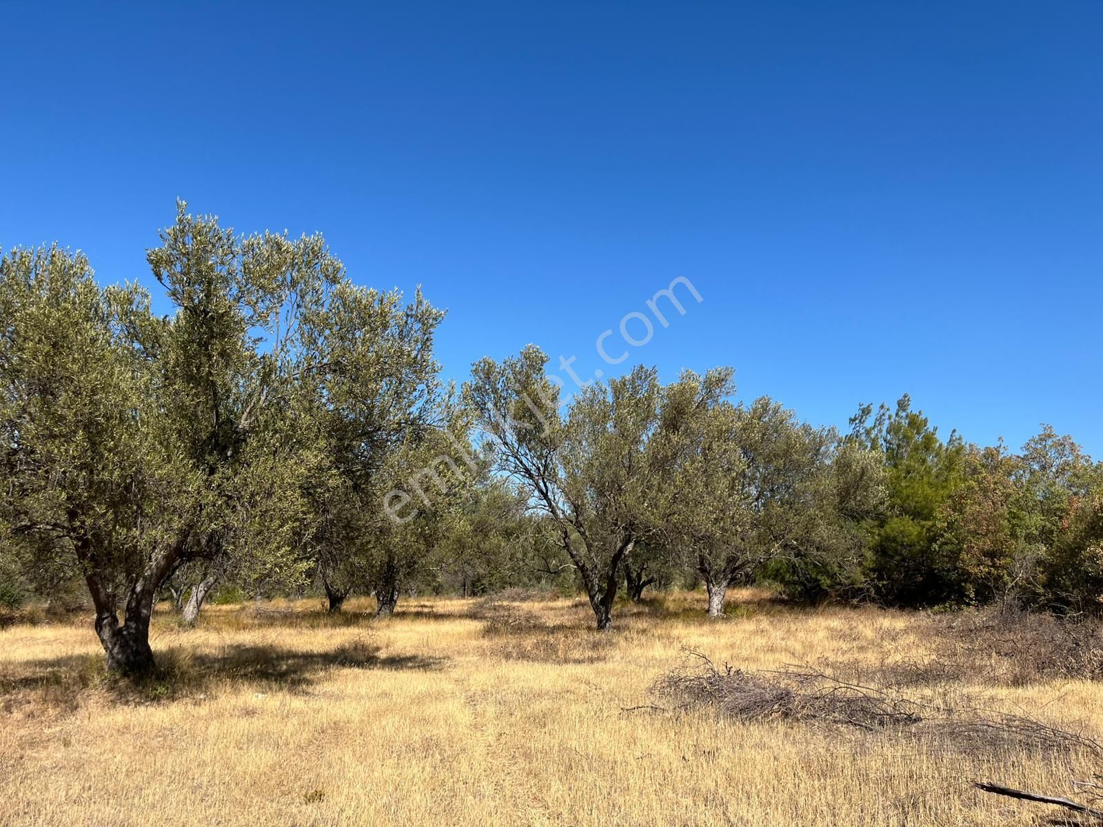 Çanakkale Merkez Dümrekte Köye Yakın Konumda 10.554 M² Zeytinlik