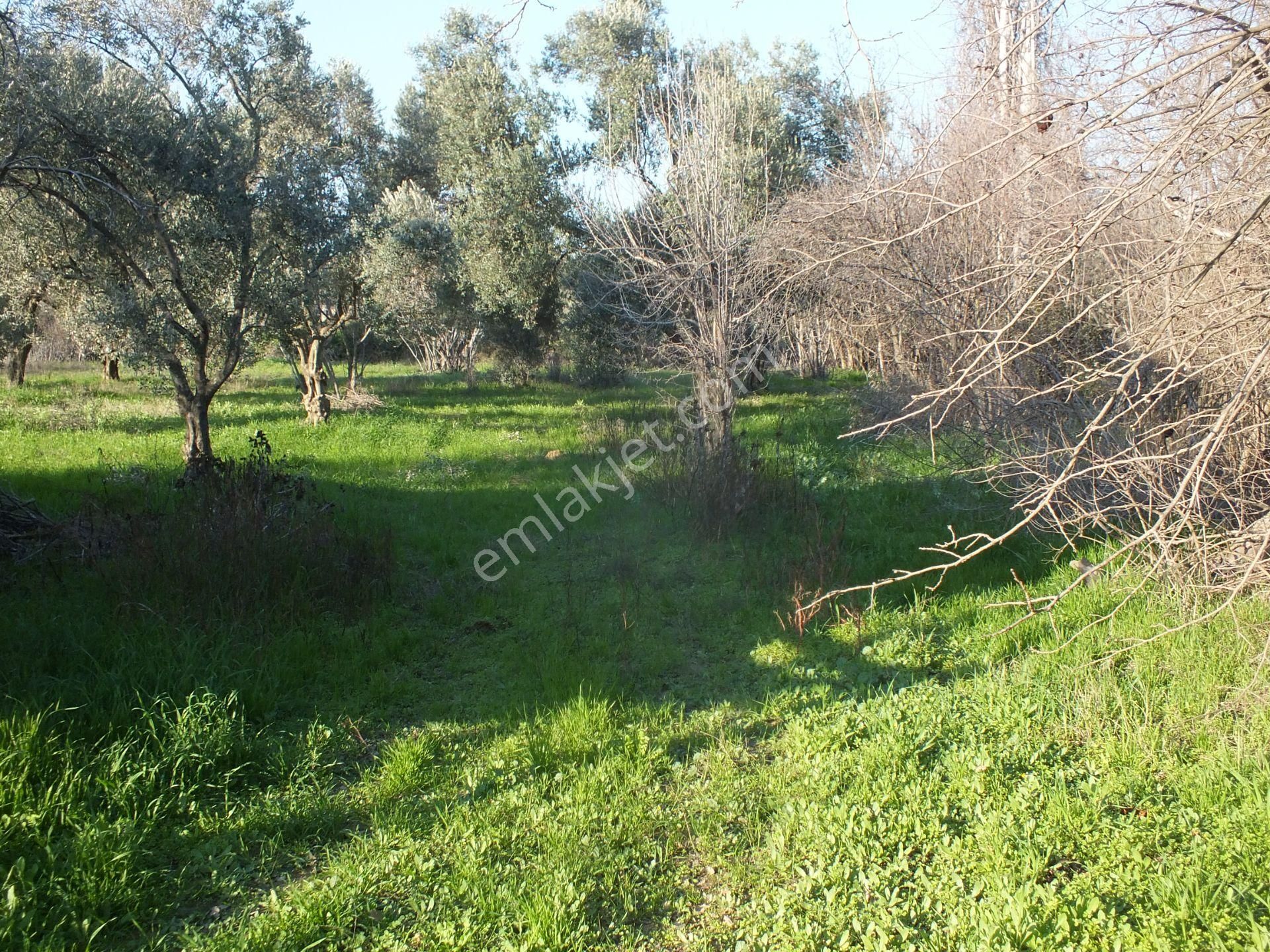 Bozdoğan Ziyaretli Mahallesinde Satılık Yol Kenari Arazi - Görsel 11