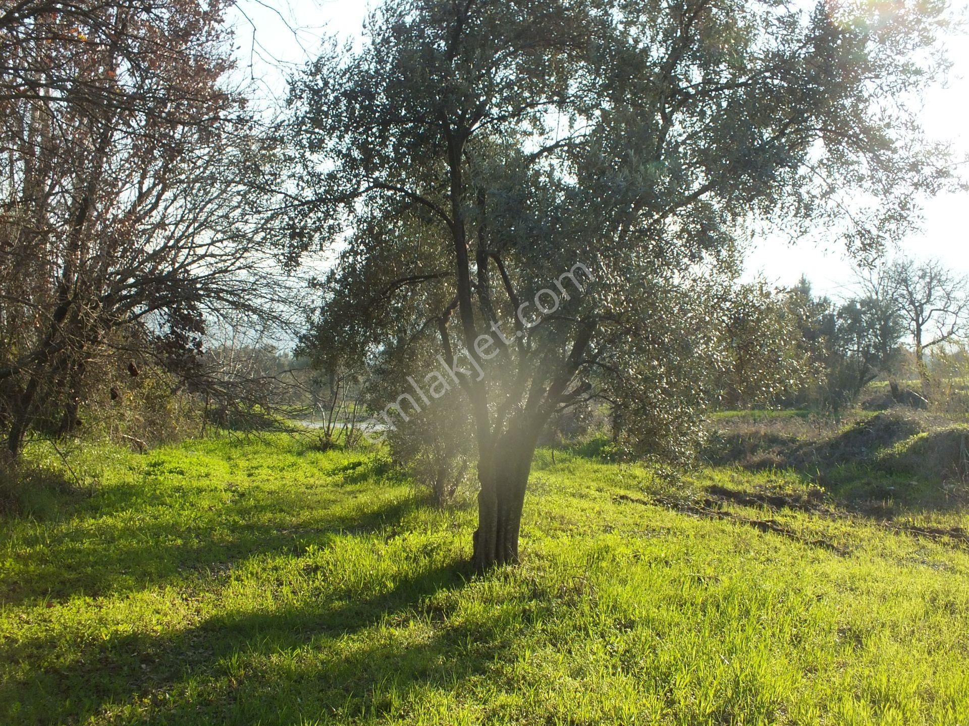 Bozdoğan Ziyaretli Mahallesinde Satılık Yol Kenari Arazi - Görsel 8