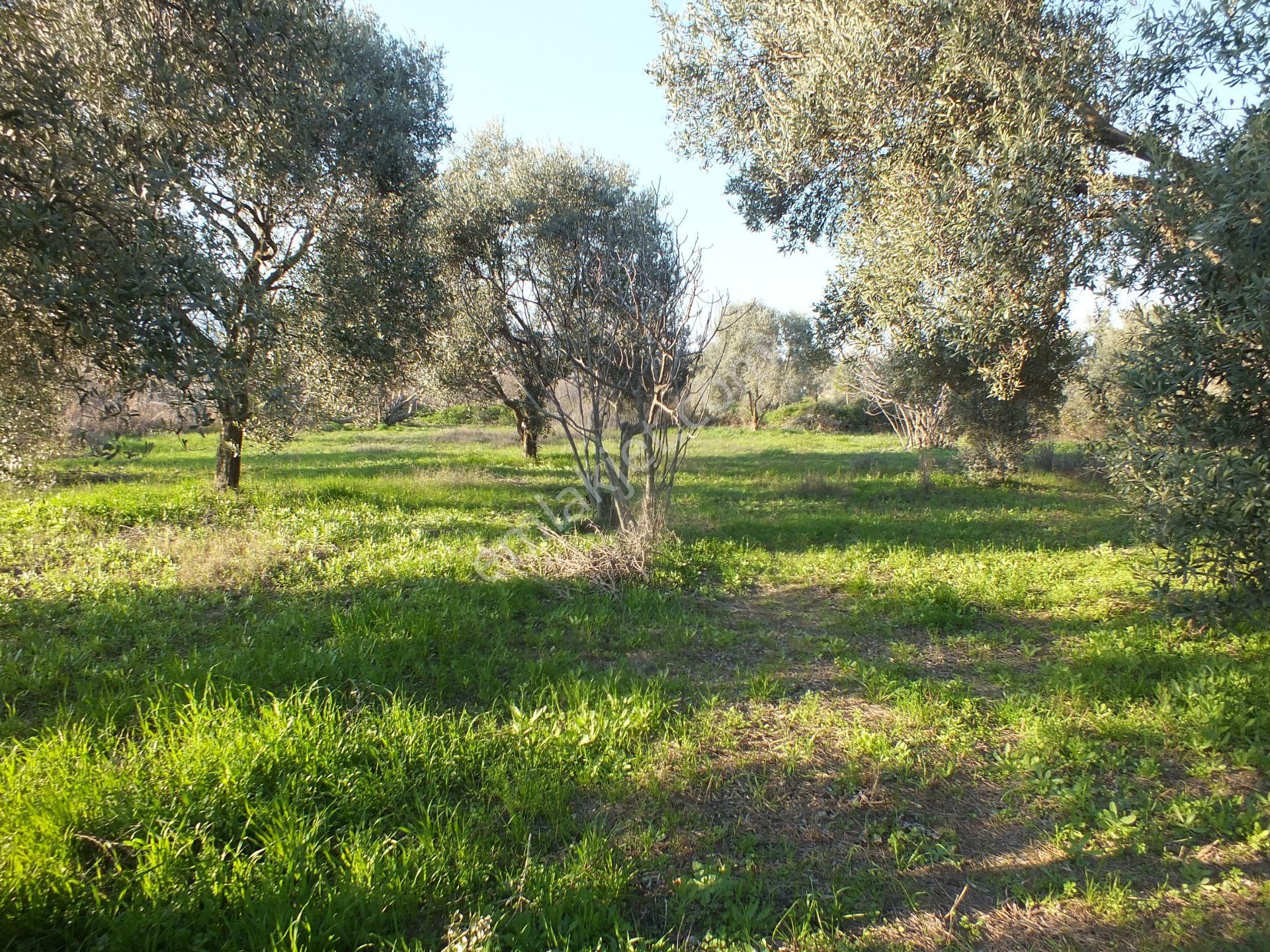 Bozdoğan Ziyaretli Mahallesinde Satılık Yol Kenari Arazi - Görsel 13