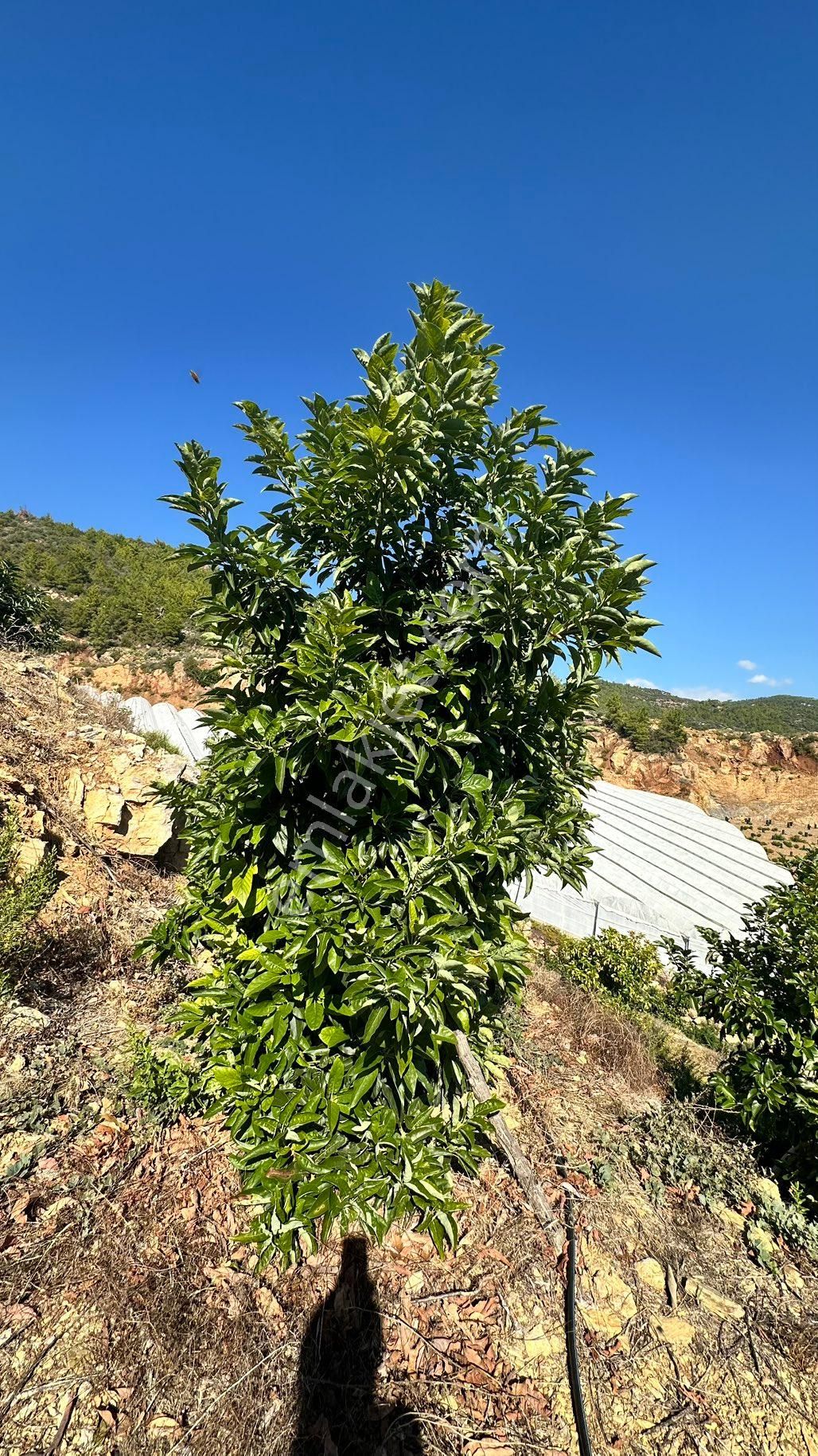 Alanya Özvadide Satılık 5 Yıllık Avokado Bahçesi - Görsel 8