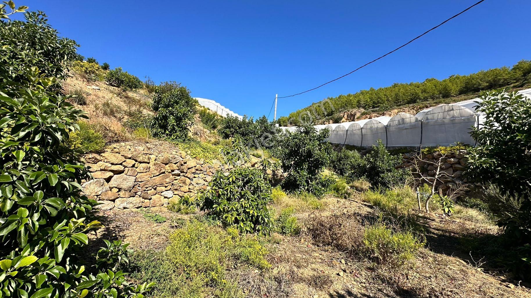 Alanya Özvadide Satılık 5 Yıllık Avokado Bahçesi - Görsel 14