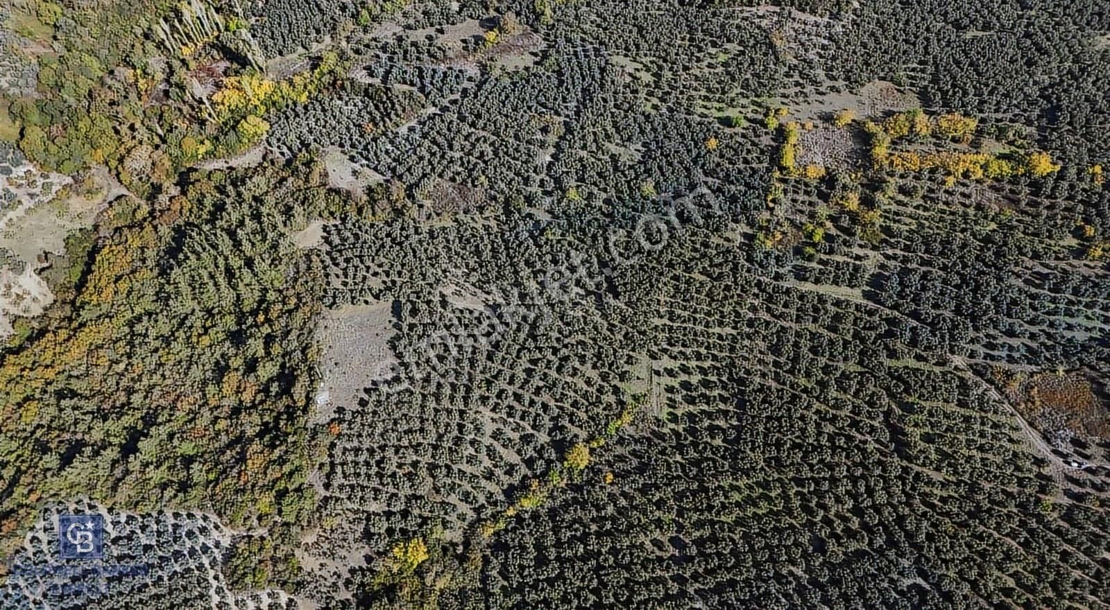 Bursa Mudanya Mirzaobada 2.425 M² Verimli Zeytinlik!!!