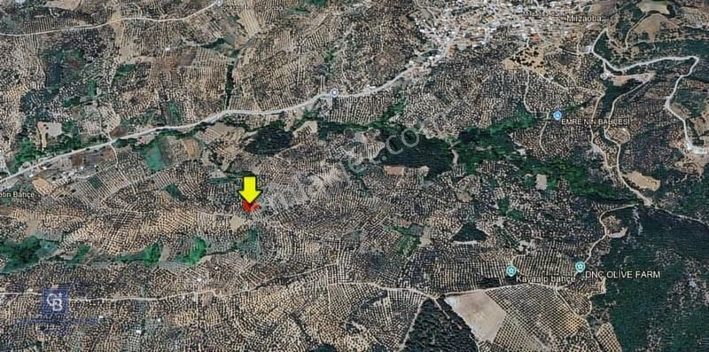 Bursa Mudanya Mirzaobada 2.425 M² Verimli Zeytinlik!!! - Görsel 3