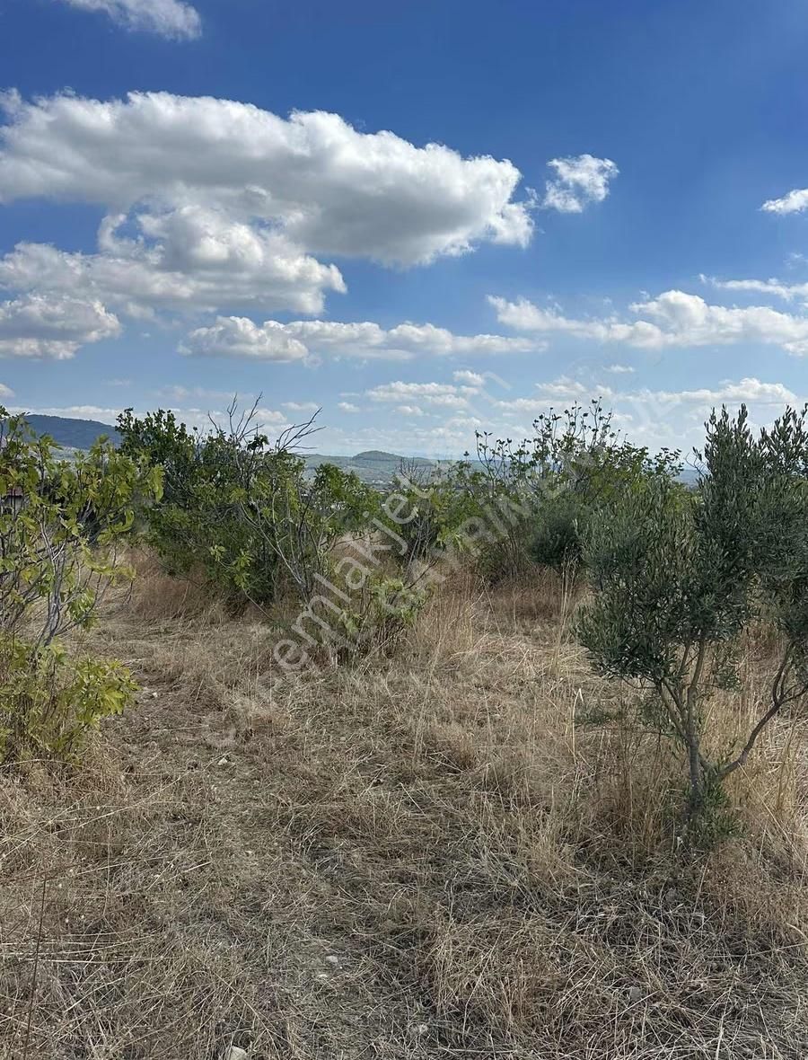 Torbalı Sahipler'de Asfalt Cepheli Harika Zeytinlik - Görsel 3