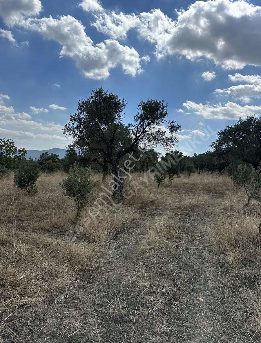 Torbalı Sahipler'de Asfalt Cepheli Harika Zeytinlik - Görsel 13