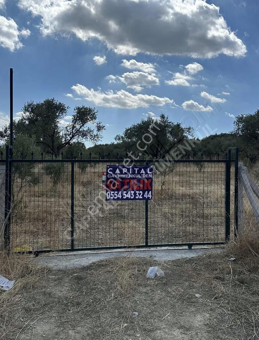 Torbalı Sahipler'de Asfalt Cepheli Harika Zeytinlik - Görsel 14