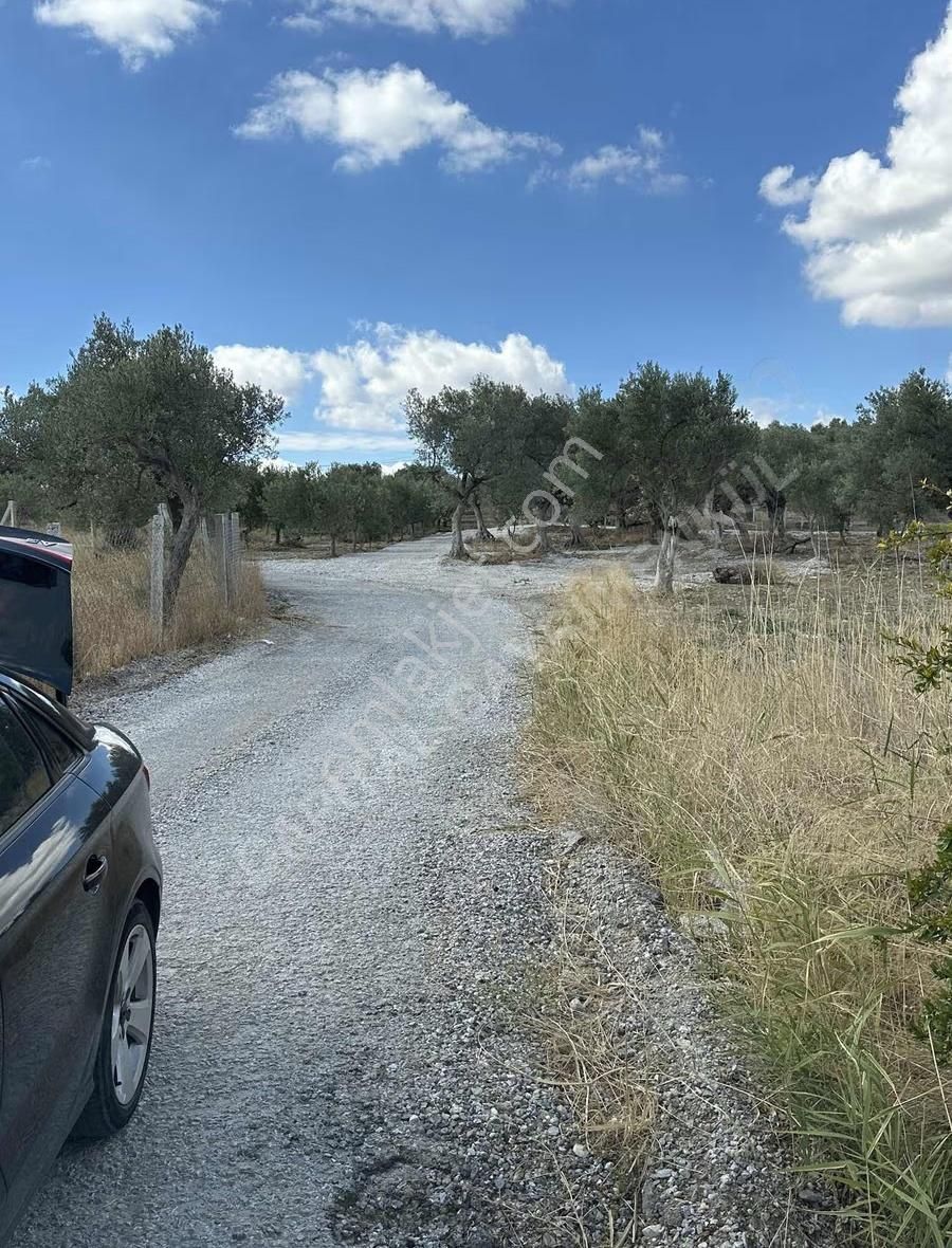 Torbalı Sahipler'de Asfalt Cepheli Harika Zeytinlik - Görsel 5