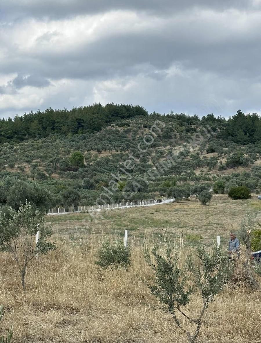 Torbalı Sahipler'de Asfalt Cepheli Harika Zeytinlik - Görsel 12