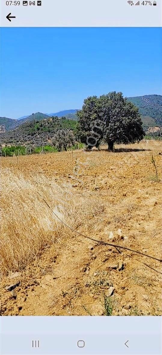 Bayındır Alanköy Yaylasında Satılık Tarla