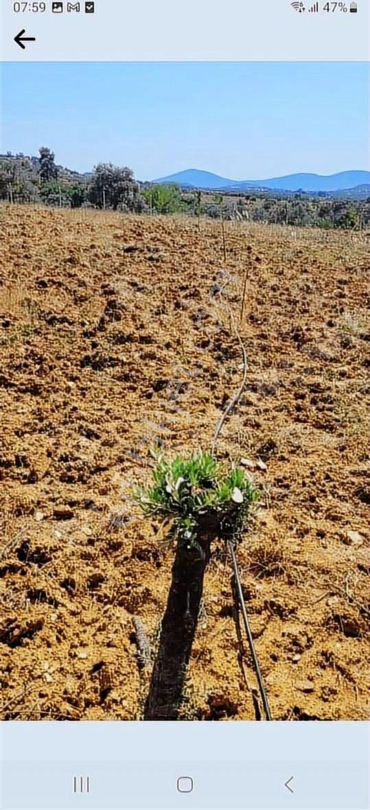 Bayındır Alanköy Yaylasında Satılık Tarla - Görsel 5