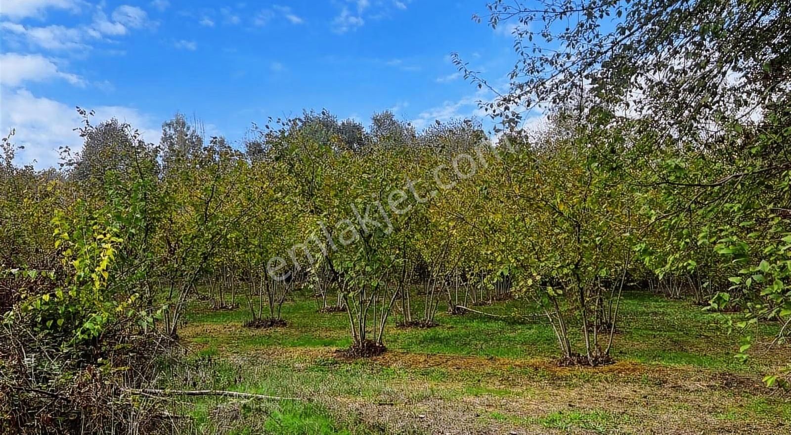 Liva Realty'den Sarıyer Mahallesinde Yatırımlık Fındık Bahçesi - Görsel 7