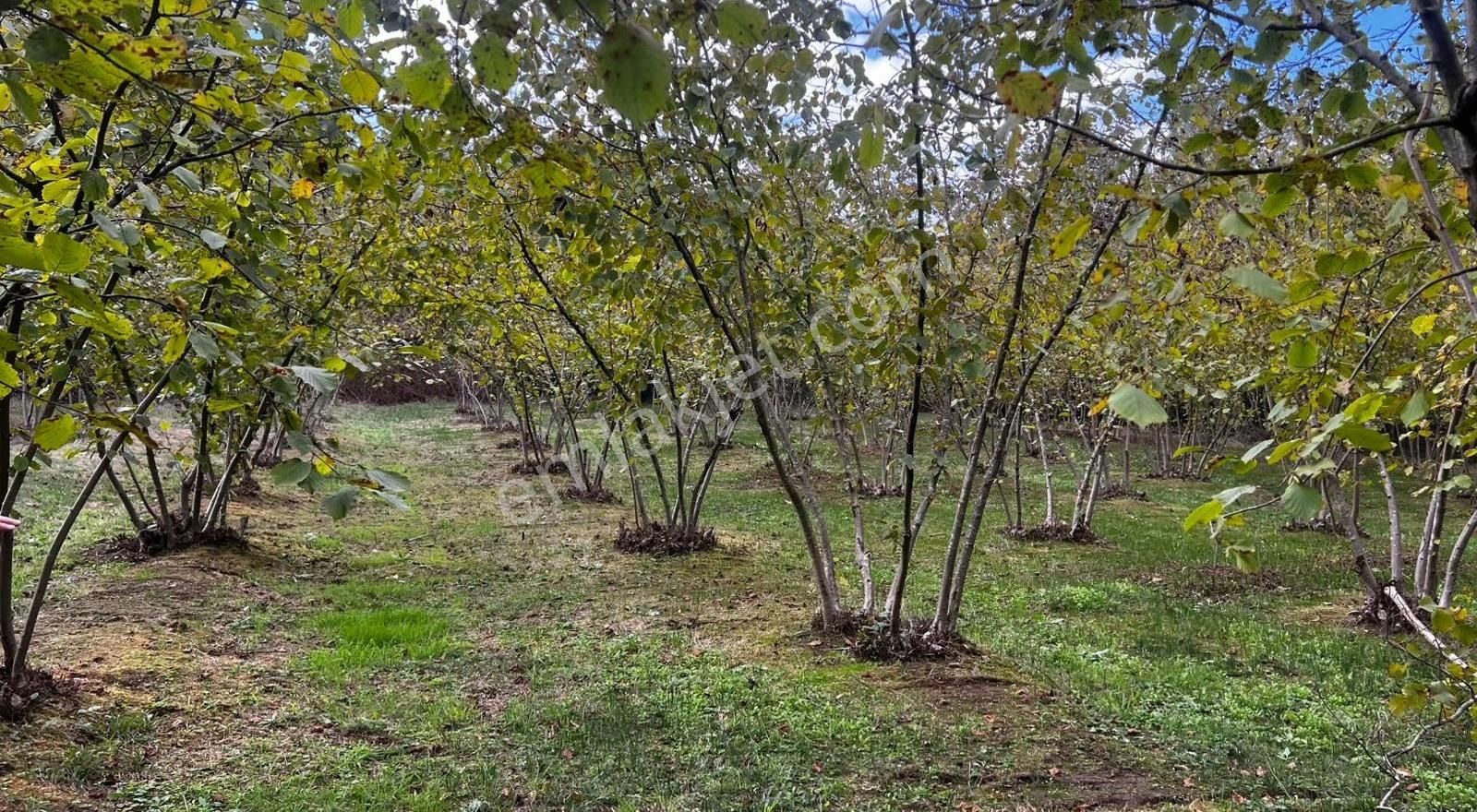 Liva Realty'den Sarıyer Mahallesinde Yatırımlık Fındık Bahçesi - Görsel 6