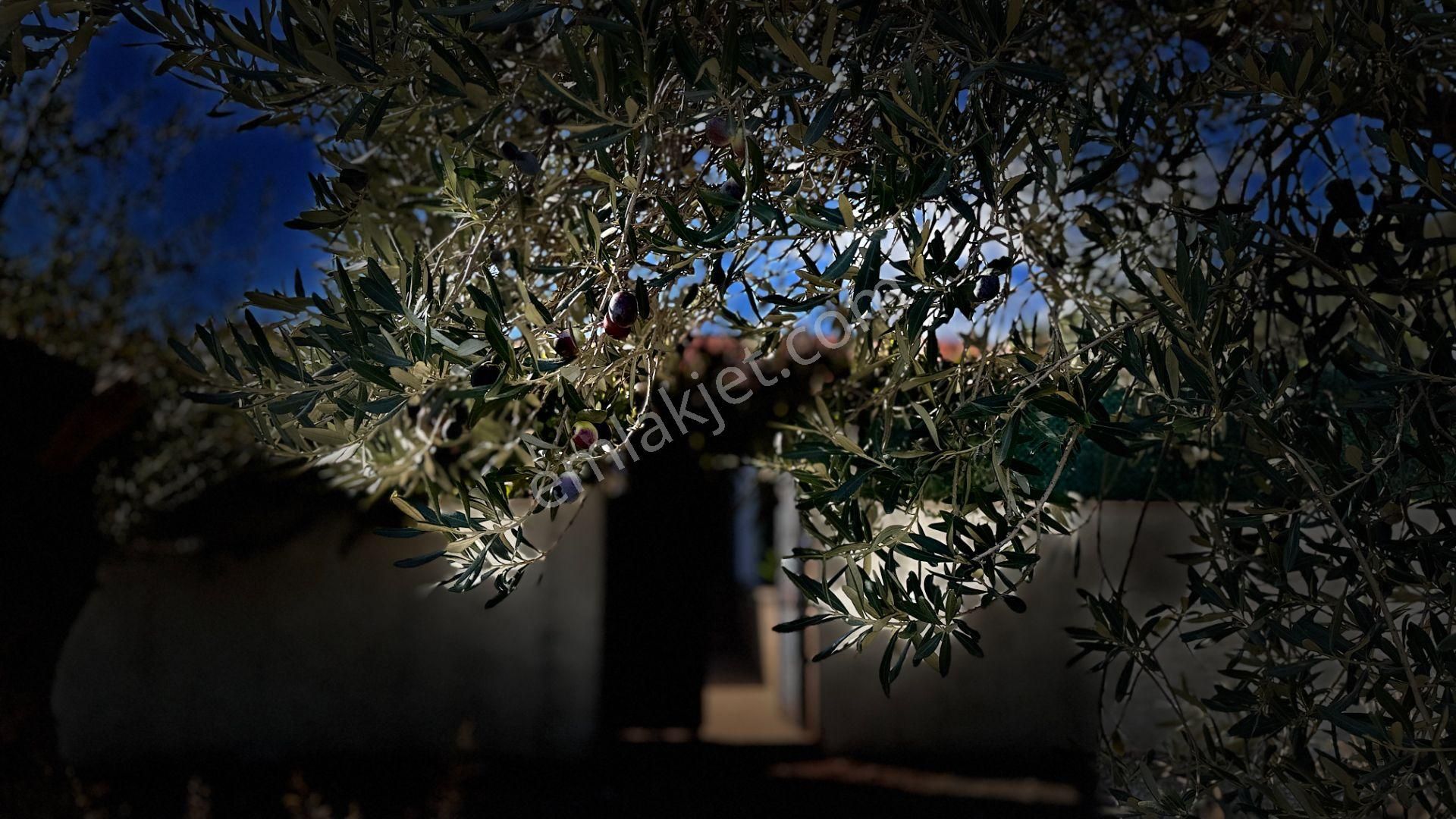 Güre'de Oksijeni Bol Zeytinlik Alan İçerisinde, Kazdağlarının Eteğinde Havuzlu Lüks Villa - Görsel 3